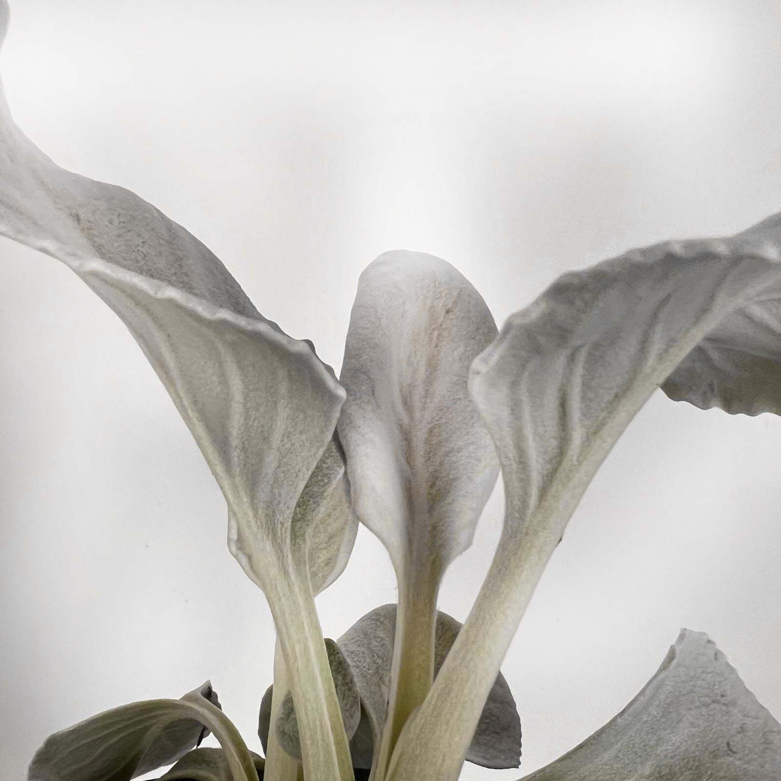 Senecio Angel Wings