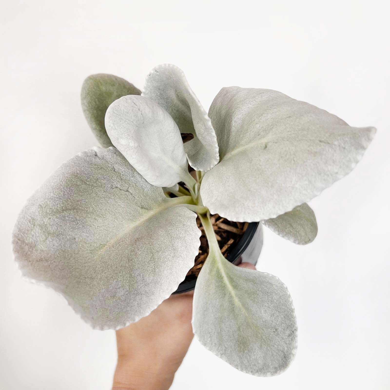 Senecio Angel Wings