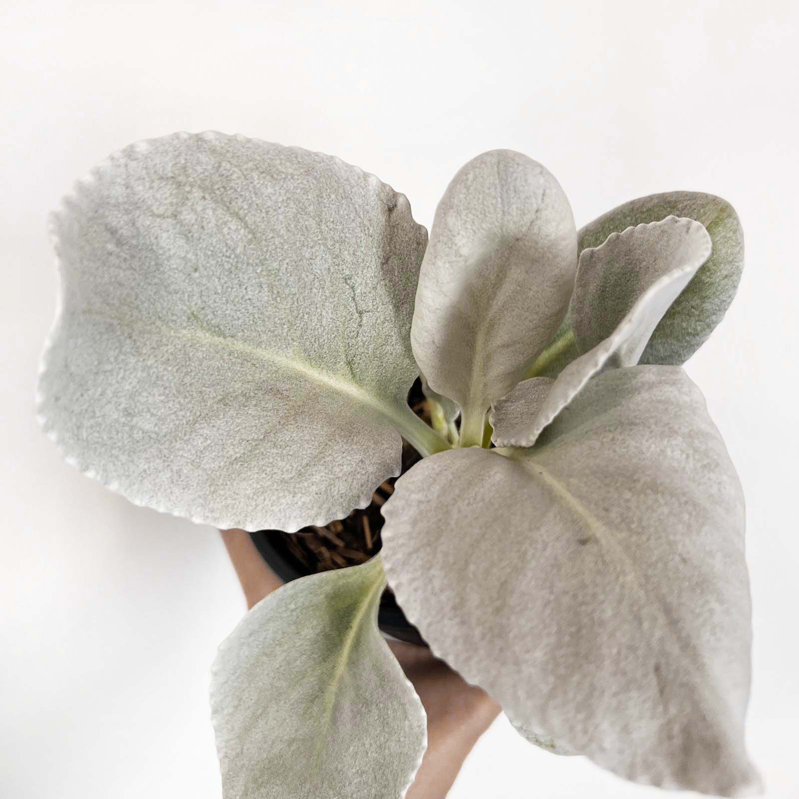 Senecio Angel Wings