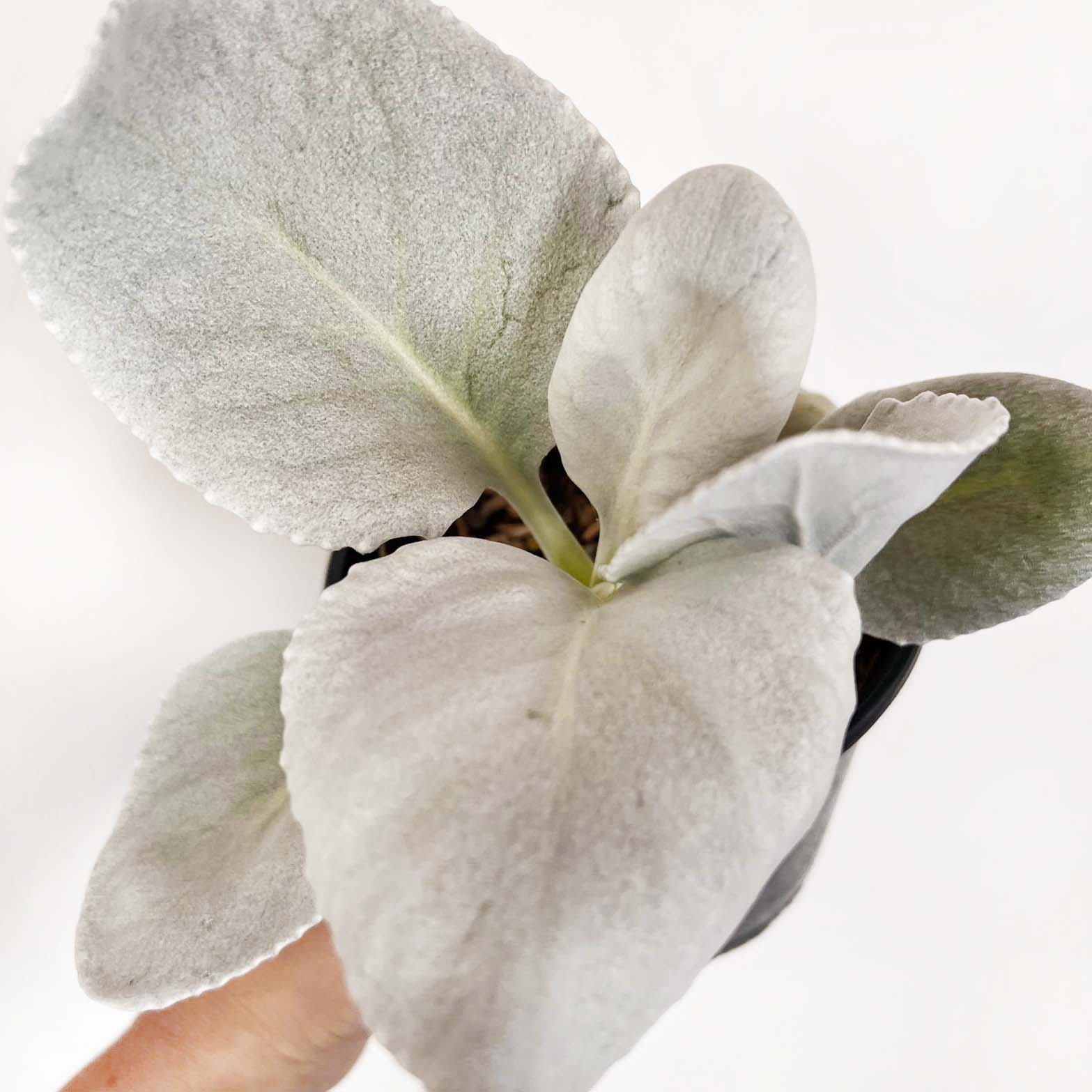 Senecio Angel Wings