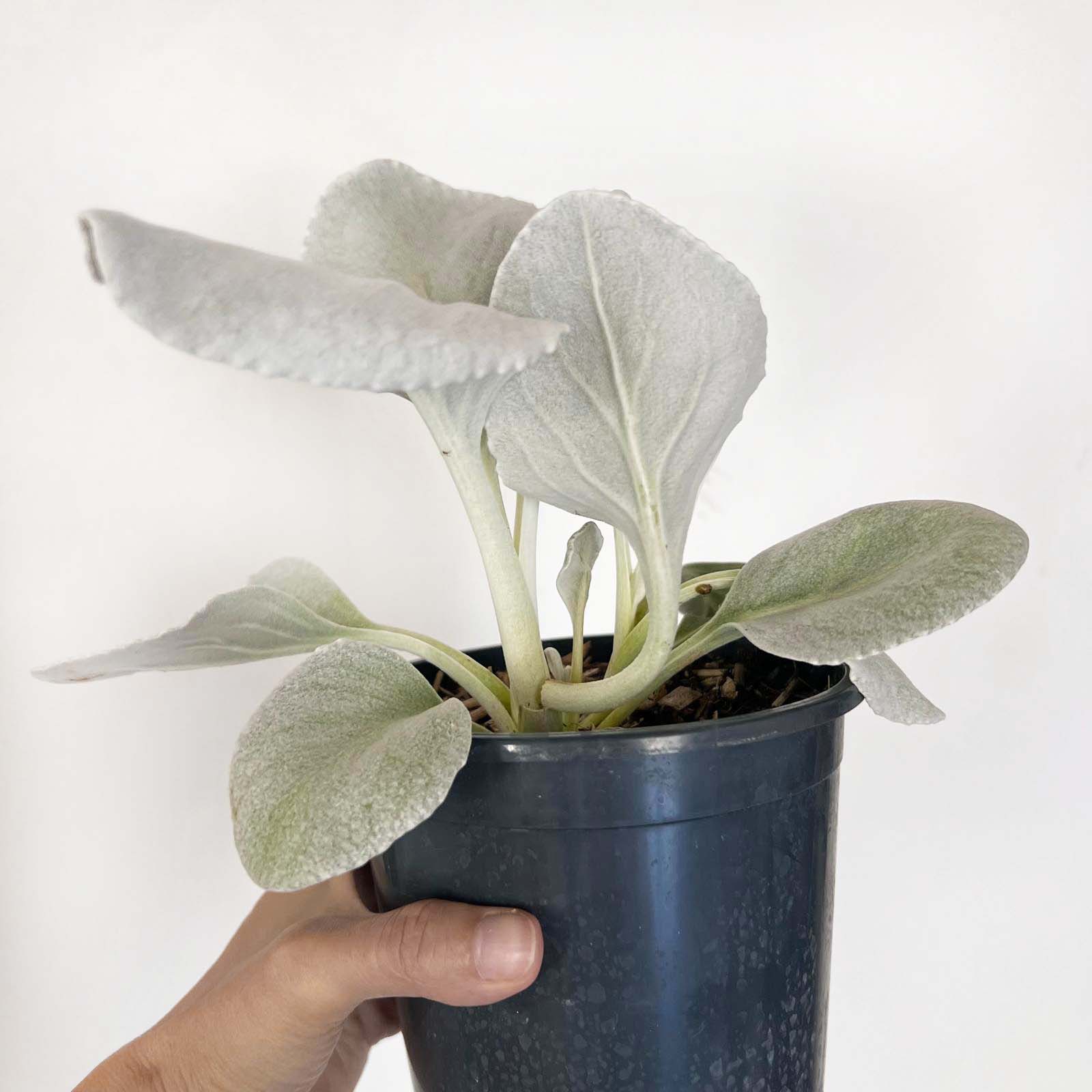 Senecio Angel Wings