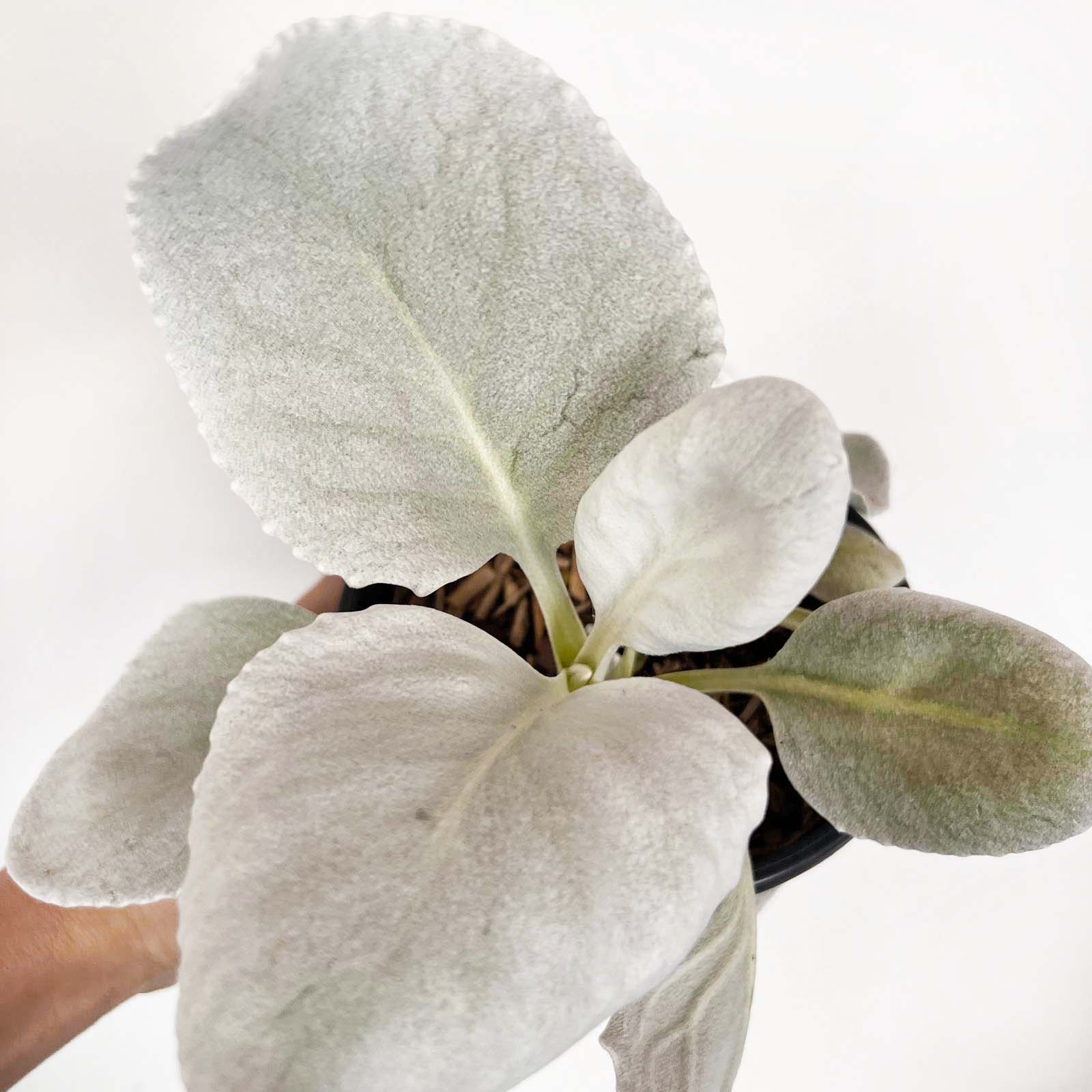Senecio Angel Wings