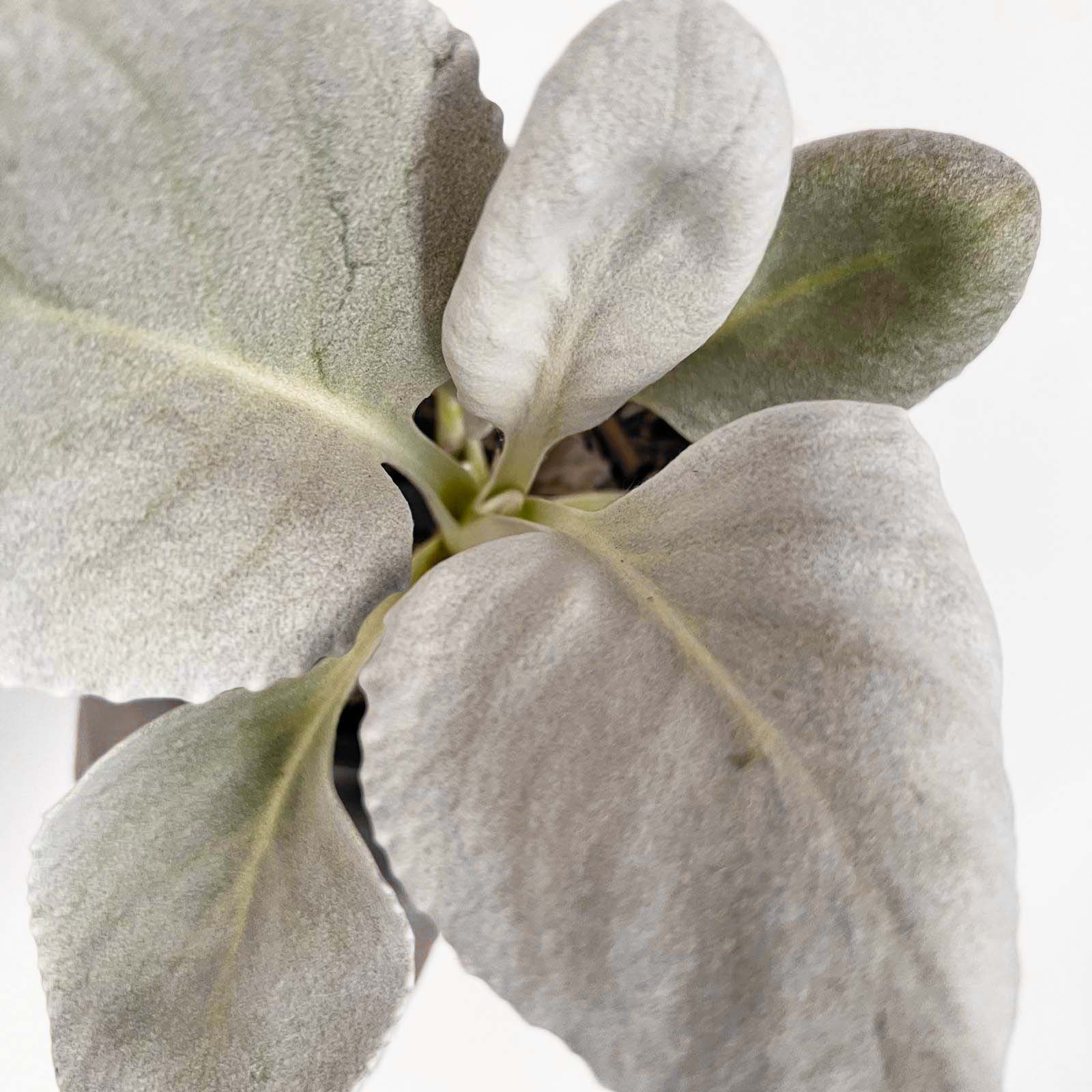 Senecio Angel Wings