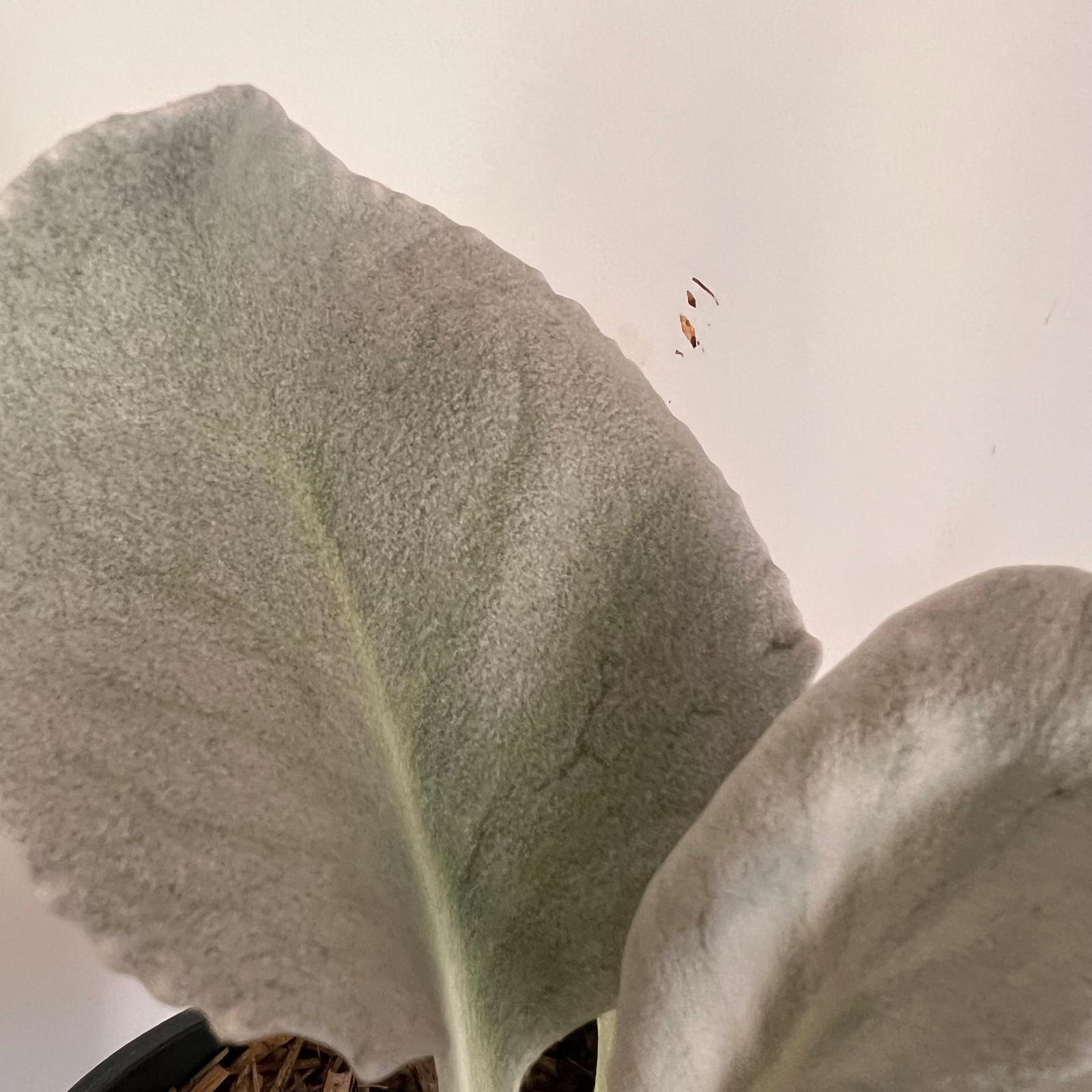 Senecio Angel Wings