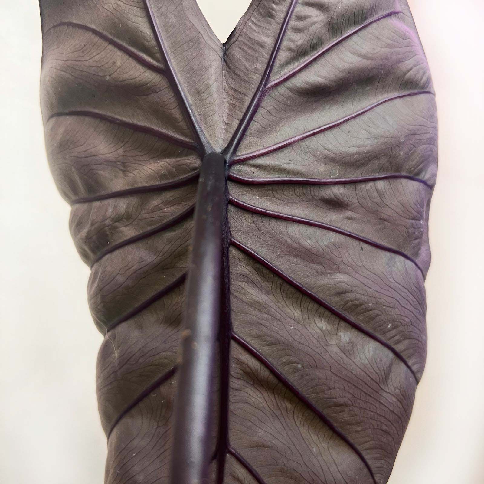 COLOCASIA BLACK MAGIC /pianta