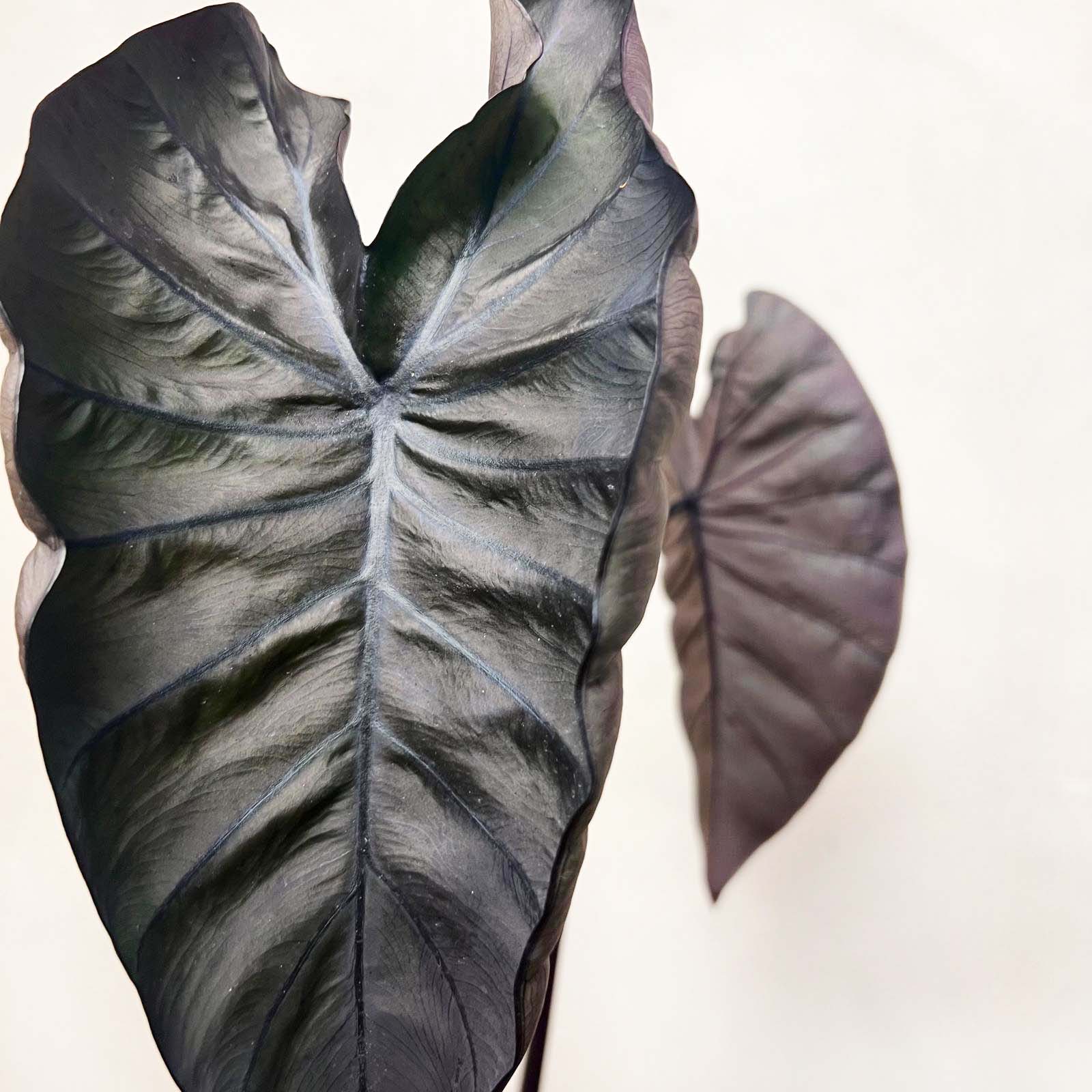 COLOCASIA BLACK MAGIC /pianta
