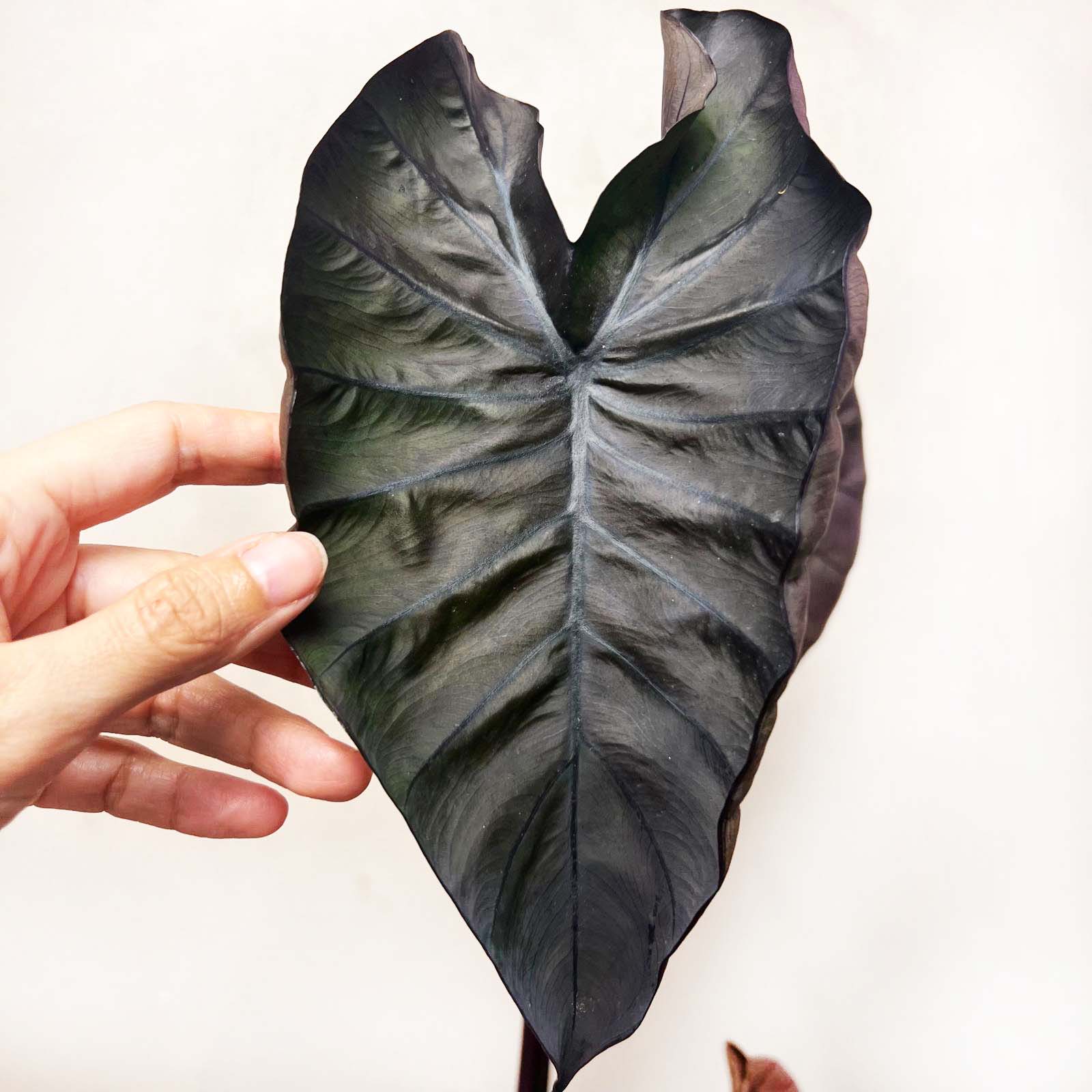 COLOCASIA BLACK MAGIC /pianta