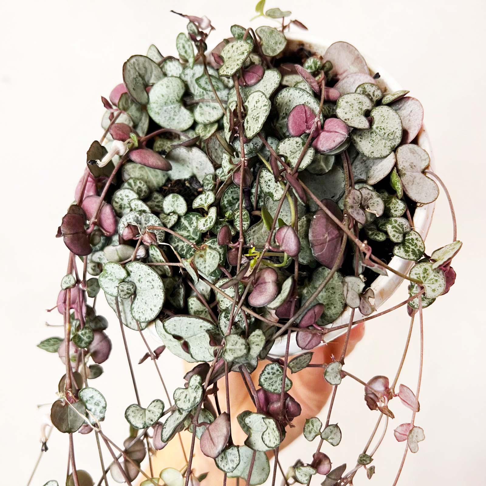 Ceropegia Silver Glory