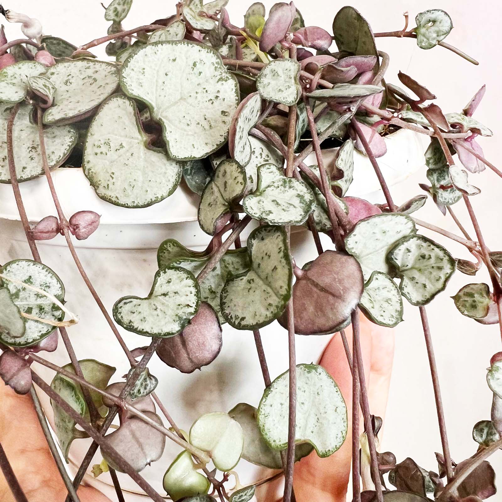 Ceropegia Silver Glory