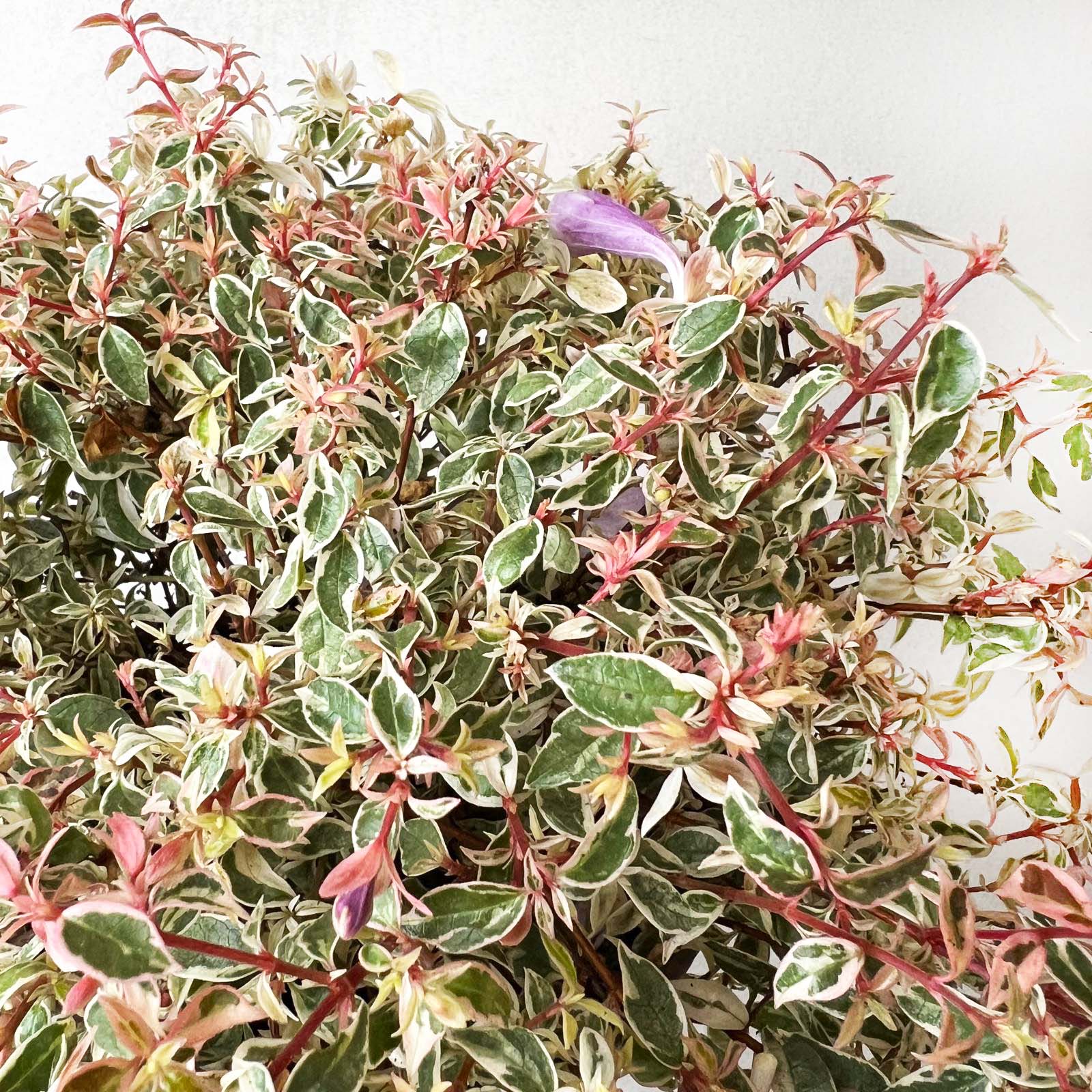 Abelia Grandiflora Swirly Bells