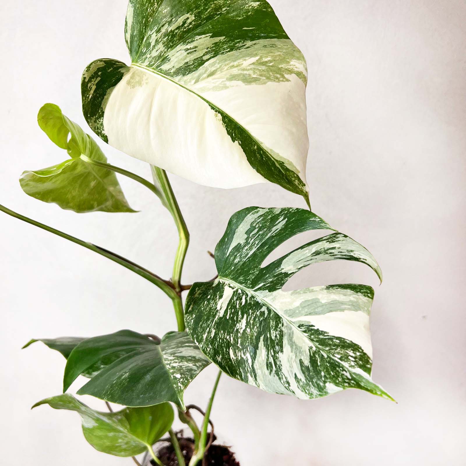 Monstera Deliciosa Albo Variegata / Elsa
