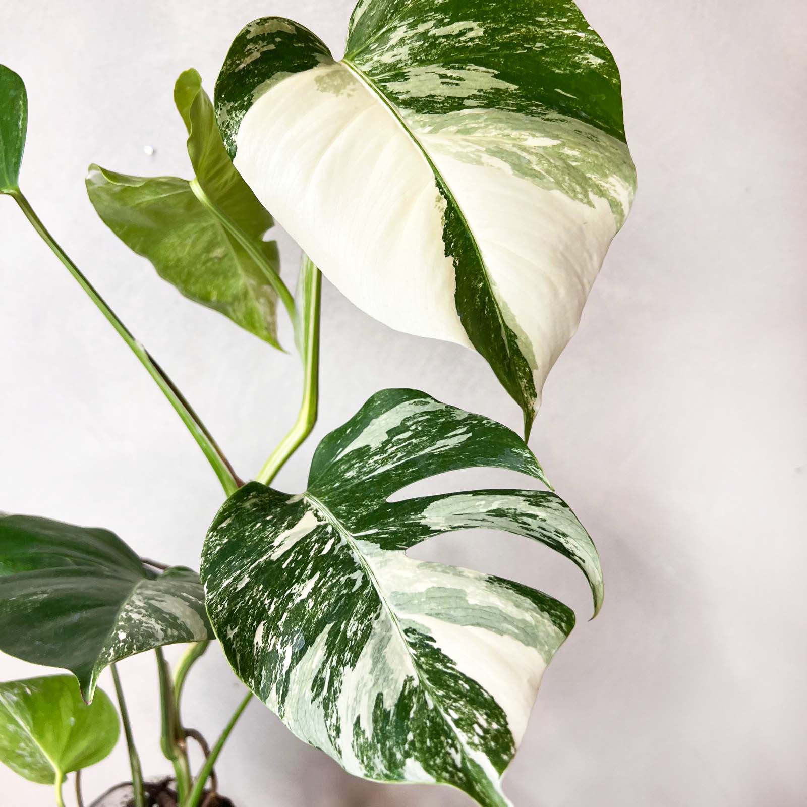 Monstera Deliciosa Albo Variegata / Elsa