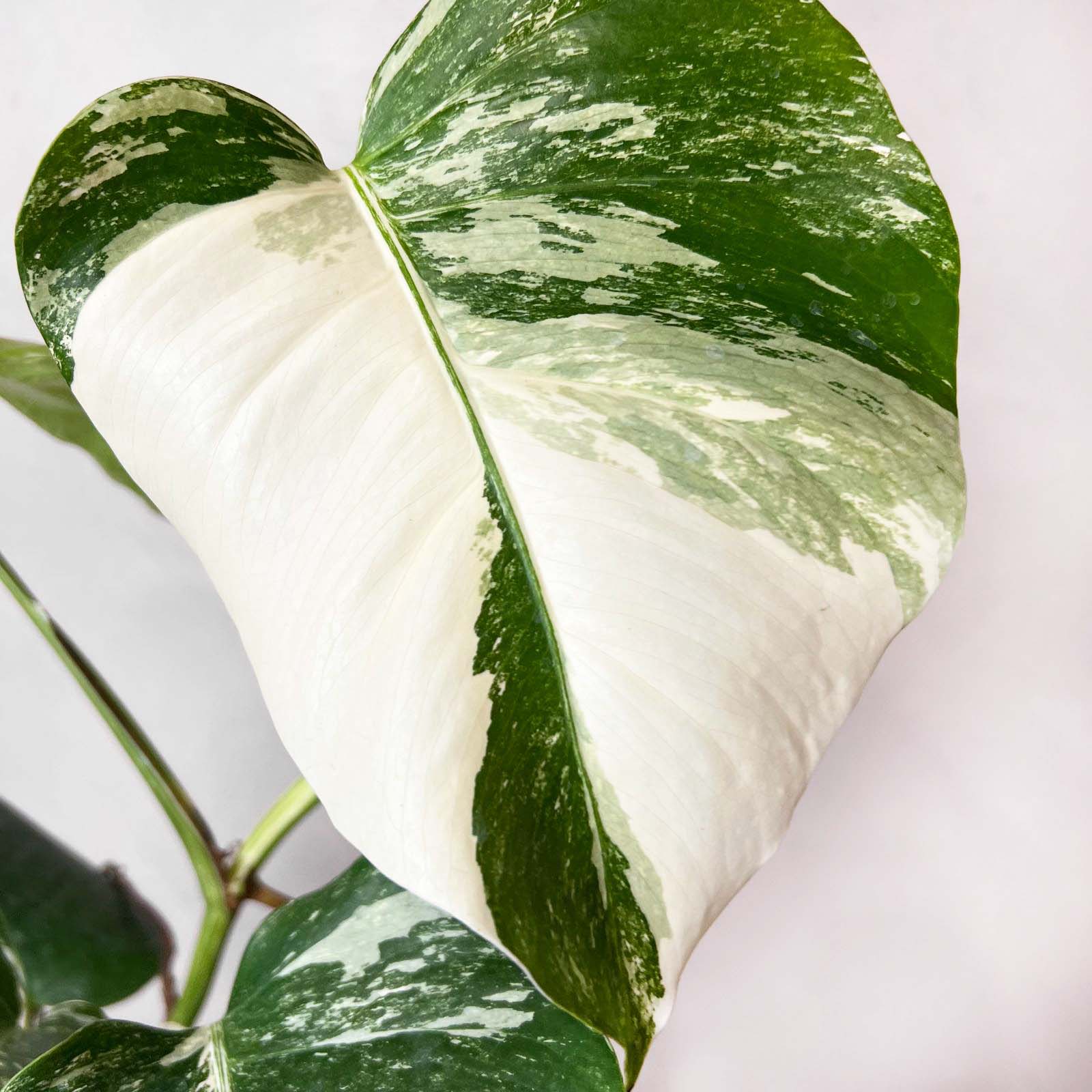 Monstera Deliciosa Albo Variegata / Elsa