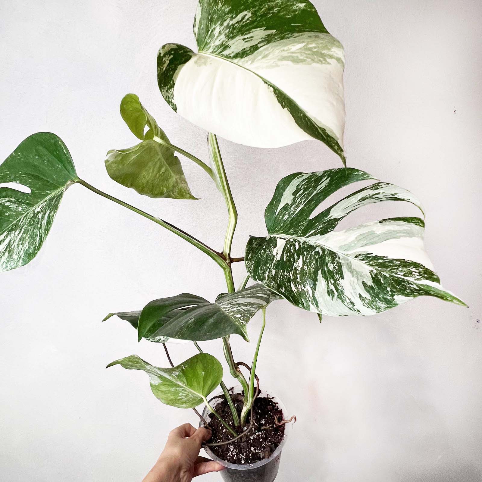Monstera Deliciosa Albo Variegata / Elsa
