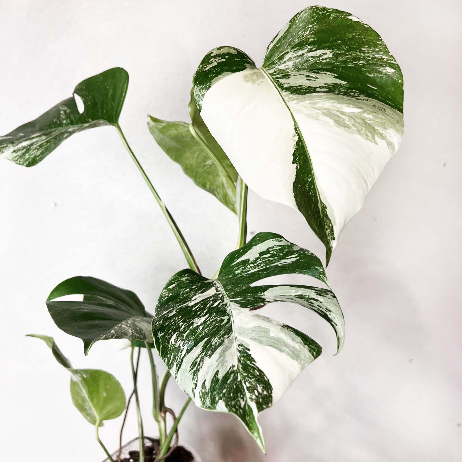 Monstera Deliciosa Albo Variegata / Elsa
