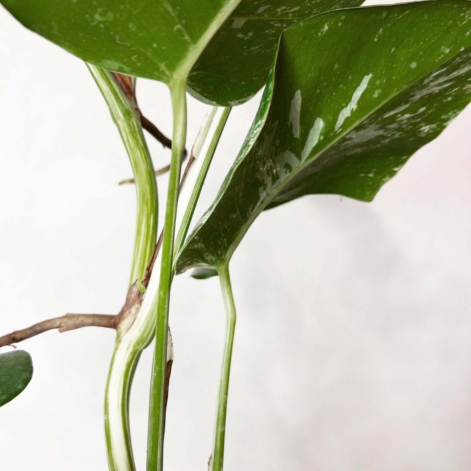 Monstera Deliciosa Albo Variegata / Elsa