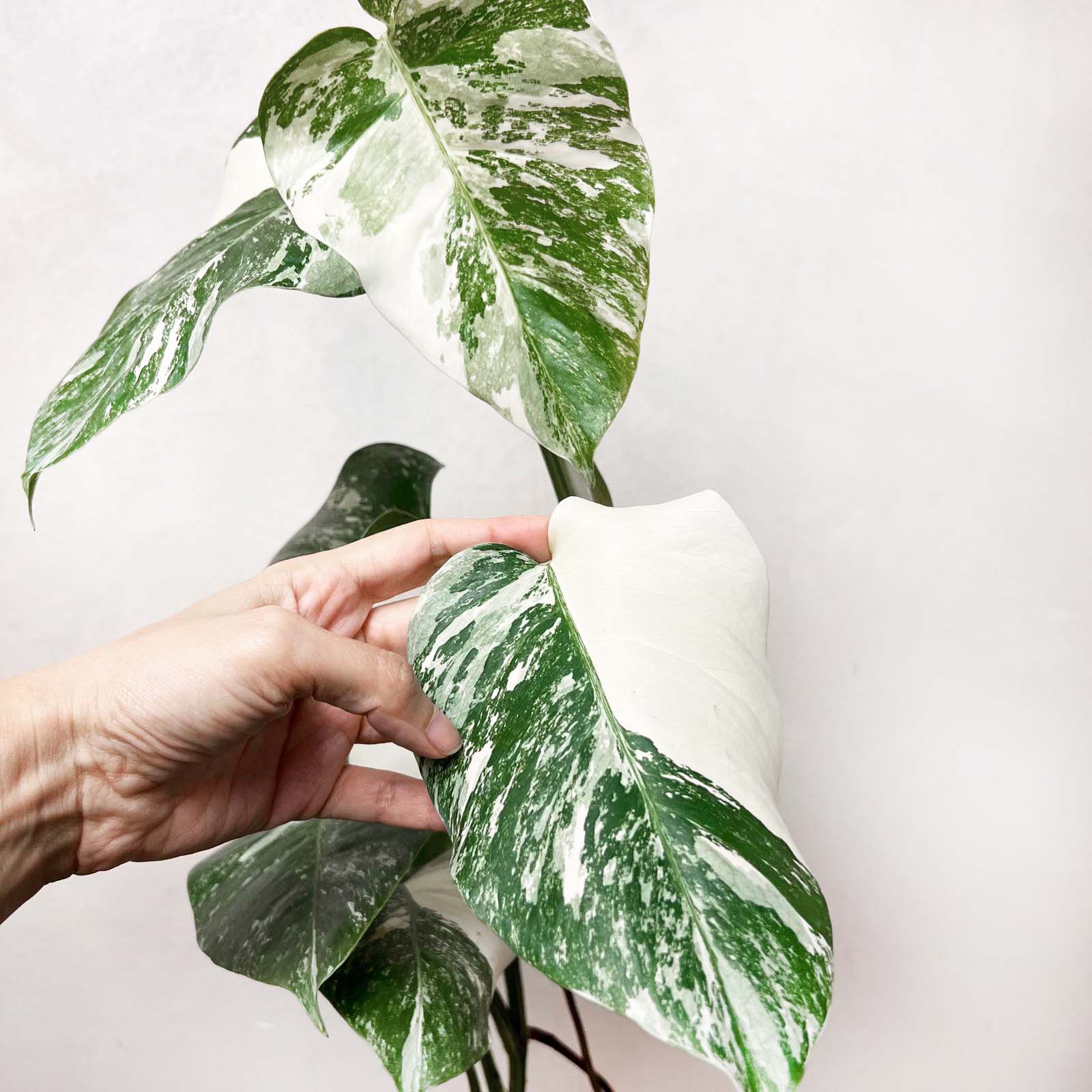 Monstera Deliciosa Albo Variegata /Magda
