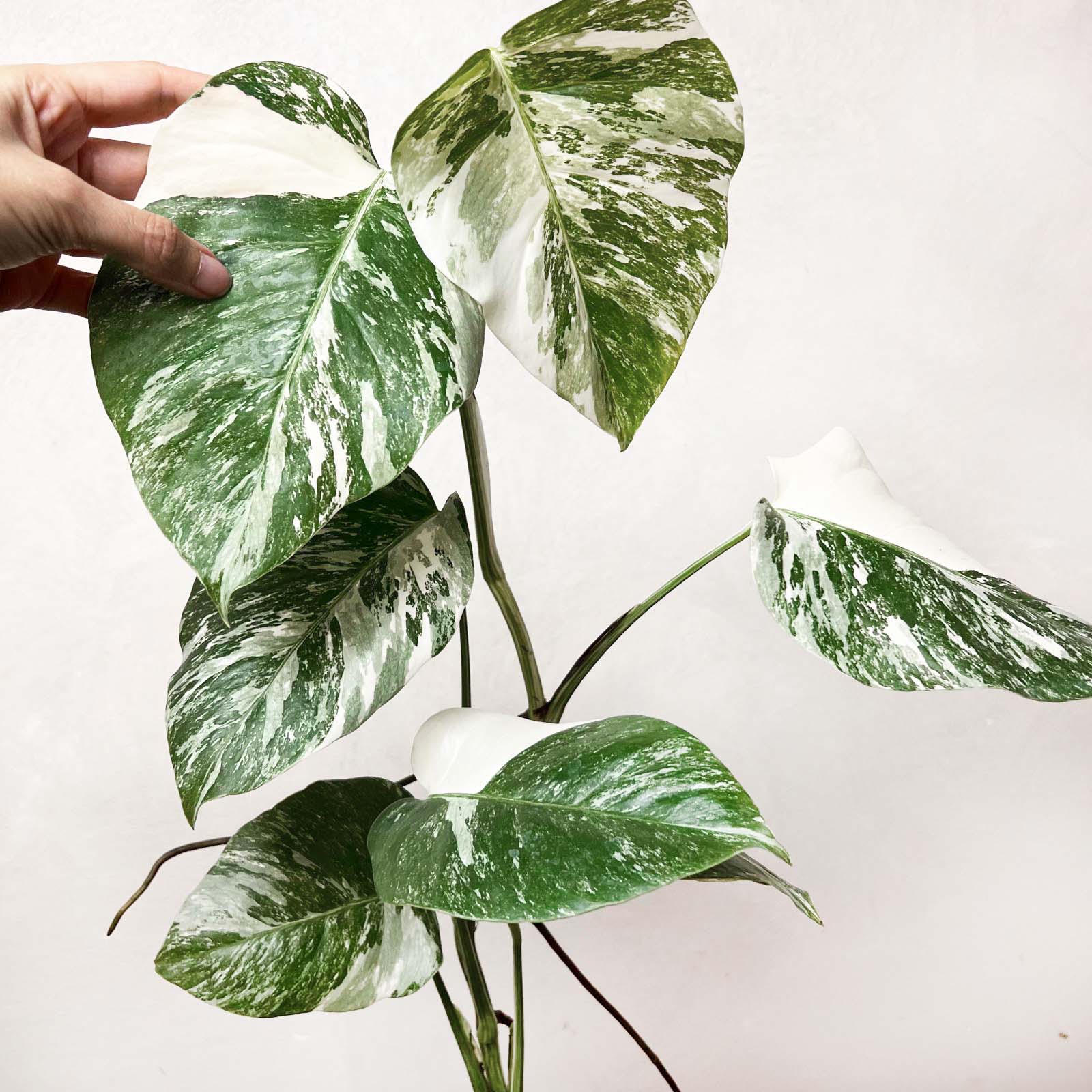 Monstera Deliciosa Albo Variegata /Magda