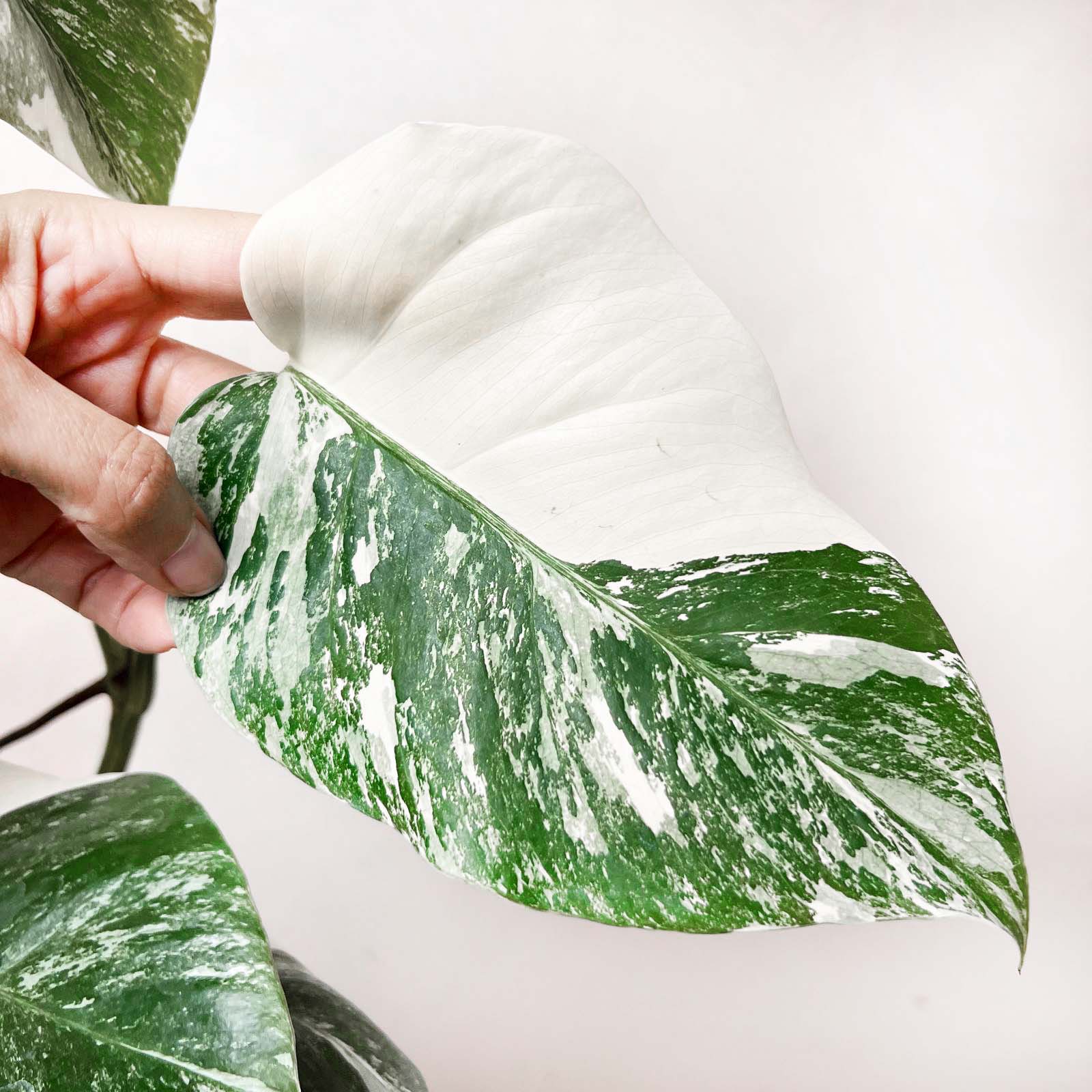 Monstera Deliciosa Albo Variegata /Magda