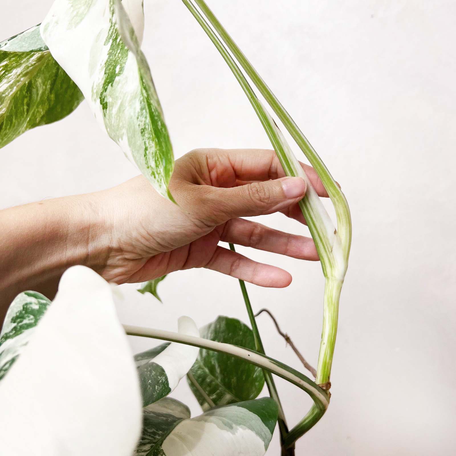 Monstera Deliciosa Albo Variegata /Magda