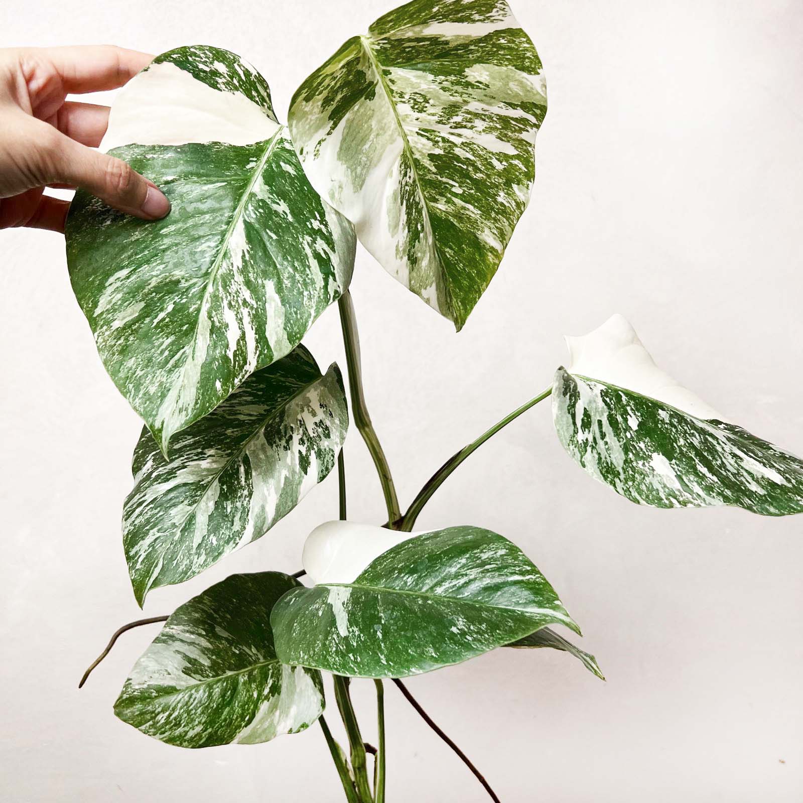 Monstera Deliciosa Albo Variegata /Magda