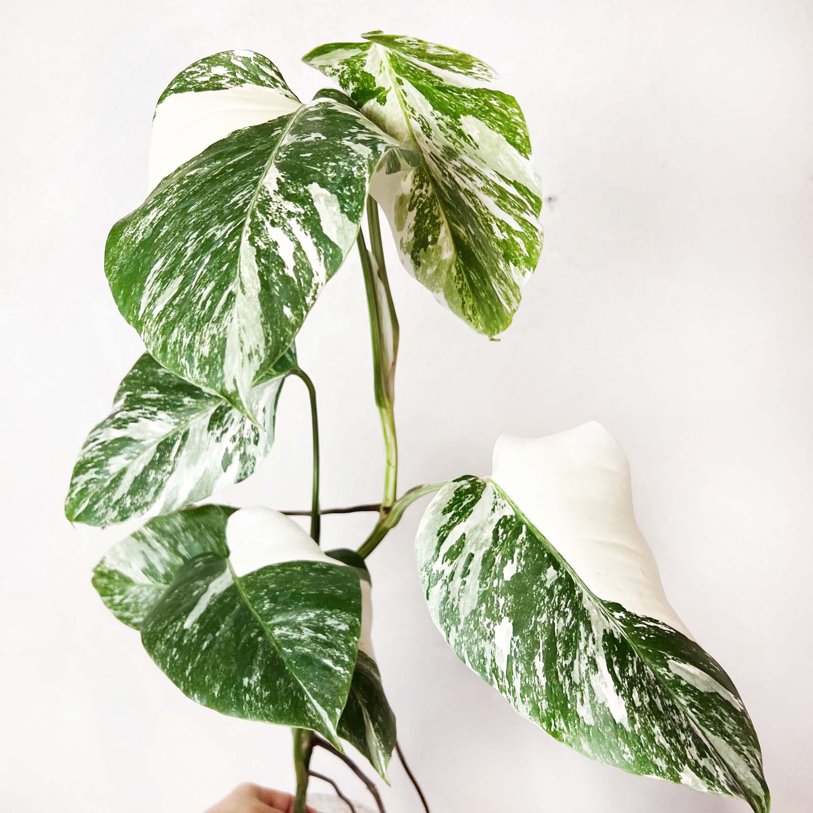 Monstera Deliciosa Albo Variegata /Magda