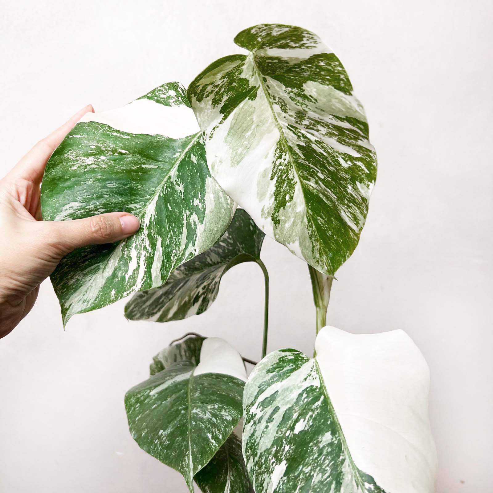 Monstera Deliciosa Albo Variegata /Magda