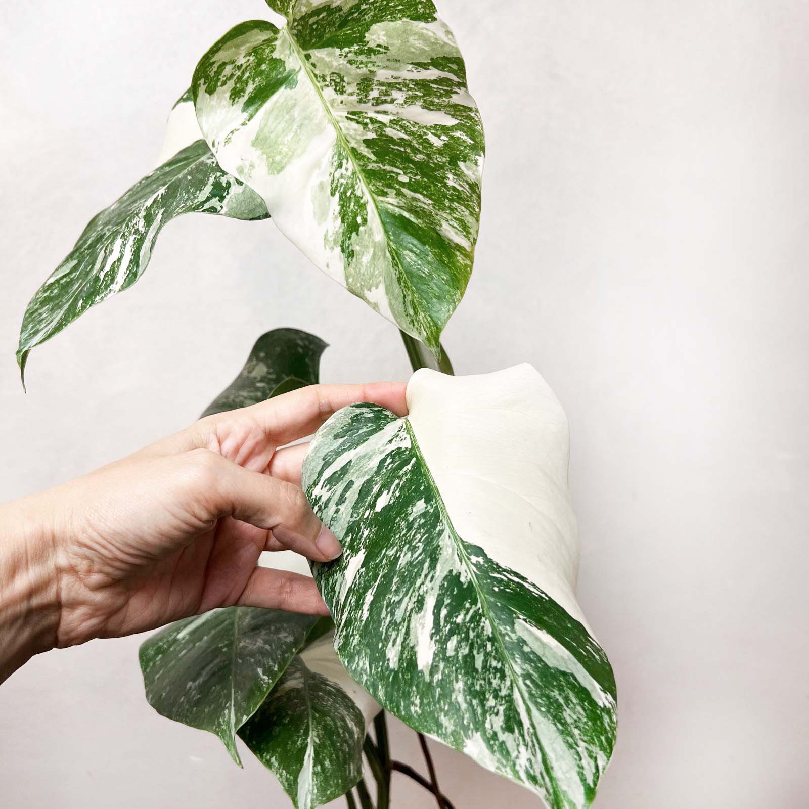 Monstera Deliciosa Albo Variegata /Magda