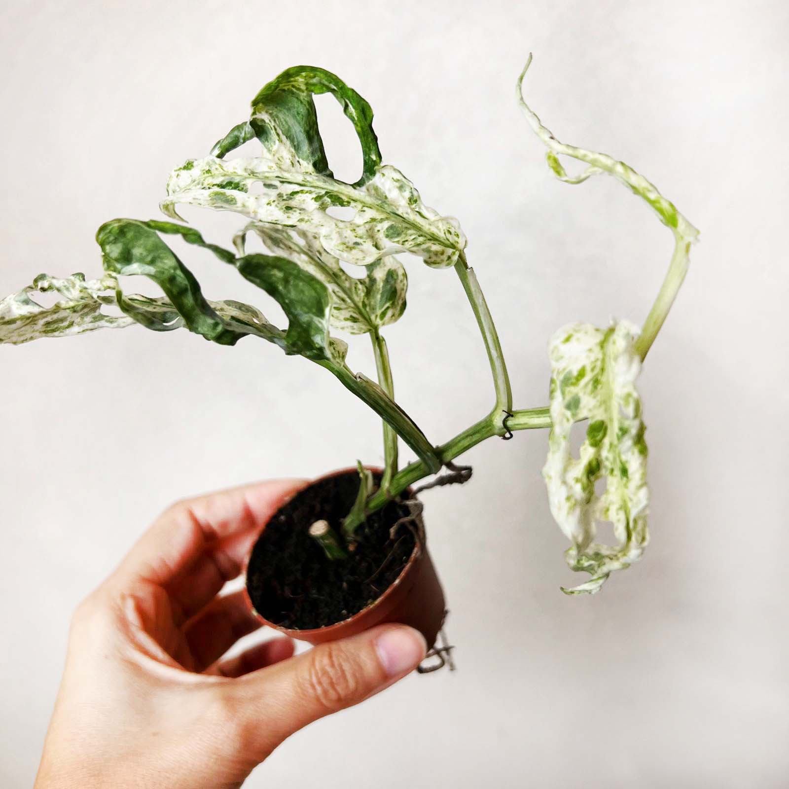 baby Monstera Frozen Freckles