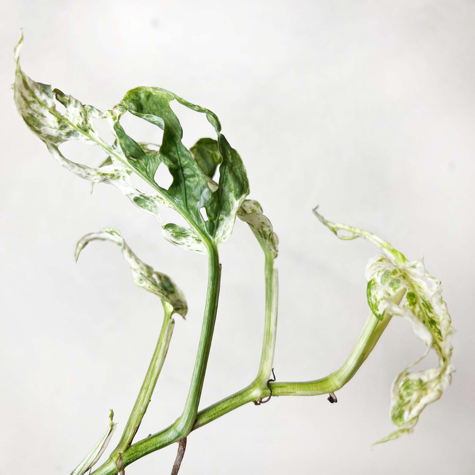 baby Monstera Frozen Freckles