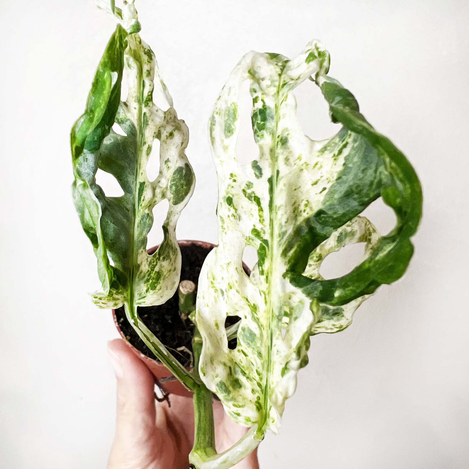 baby Monstera Frozen Freckles