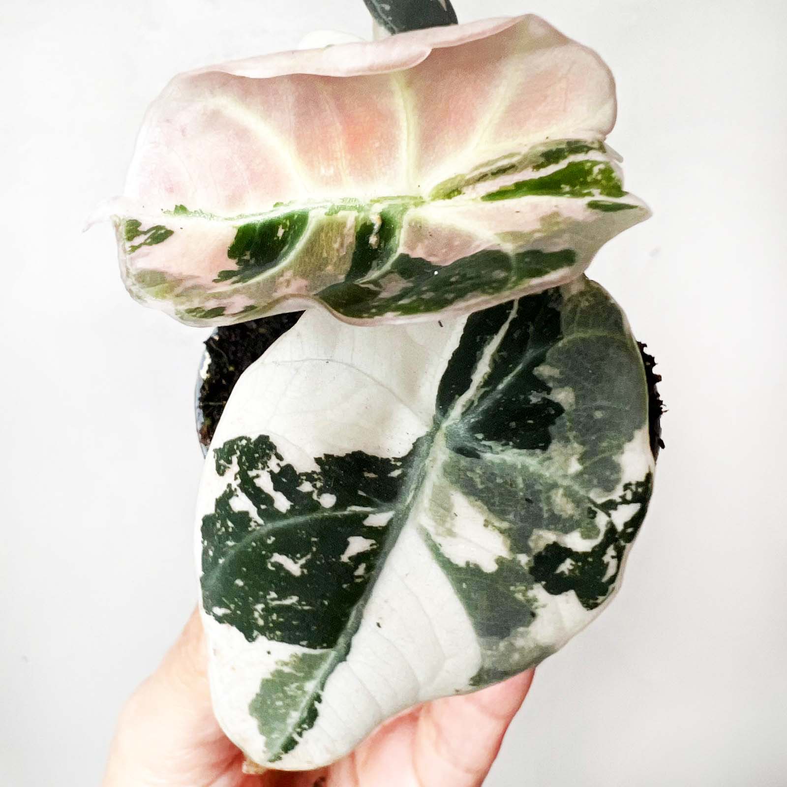 Alocasia Black Velvet Pink variegata