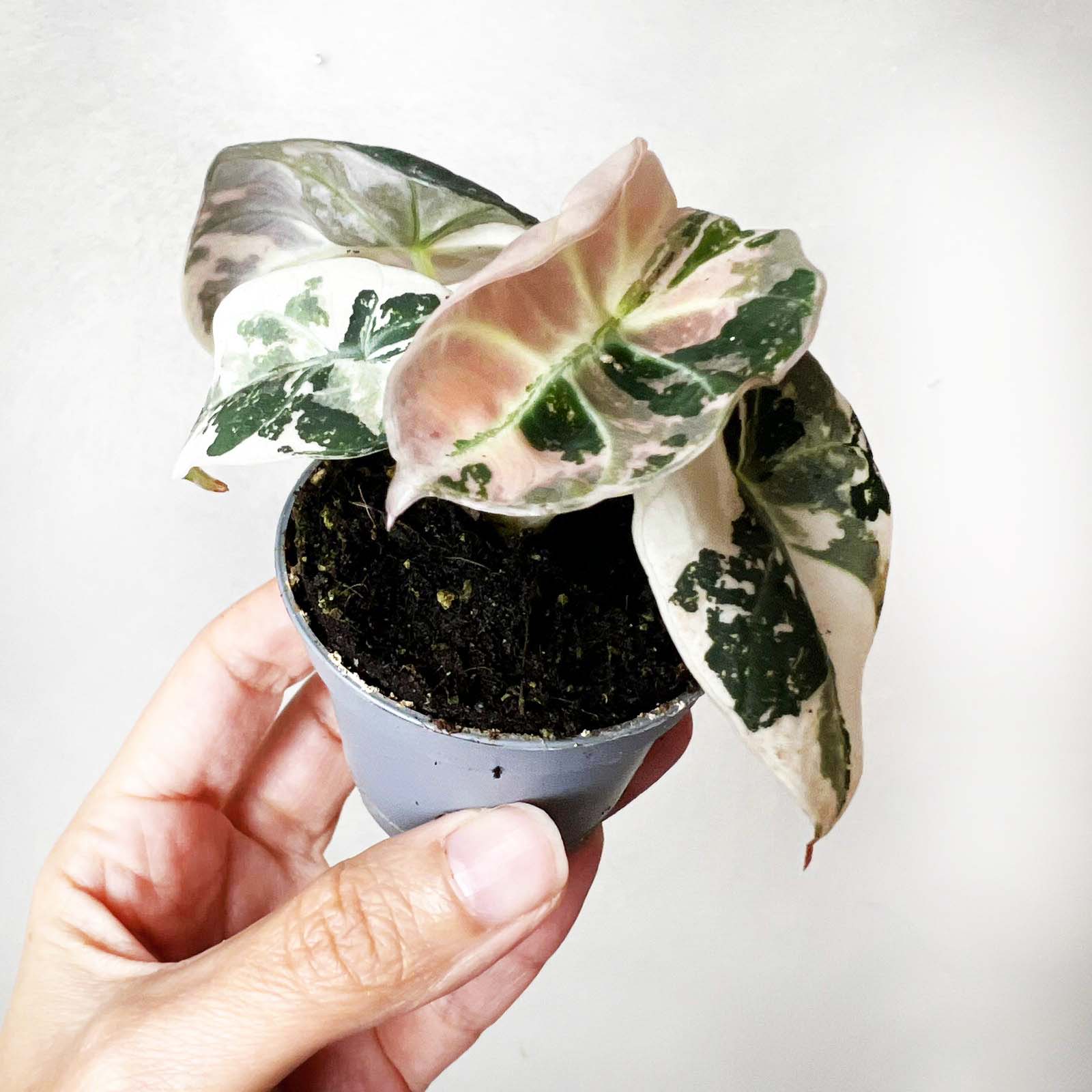 Alocasia Black Velvet Pink variegata