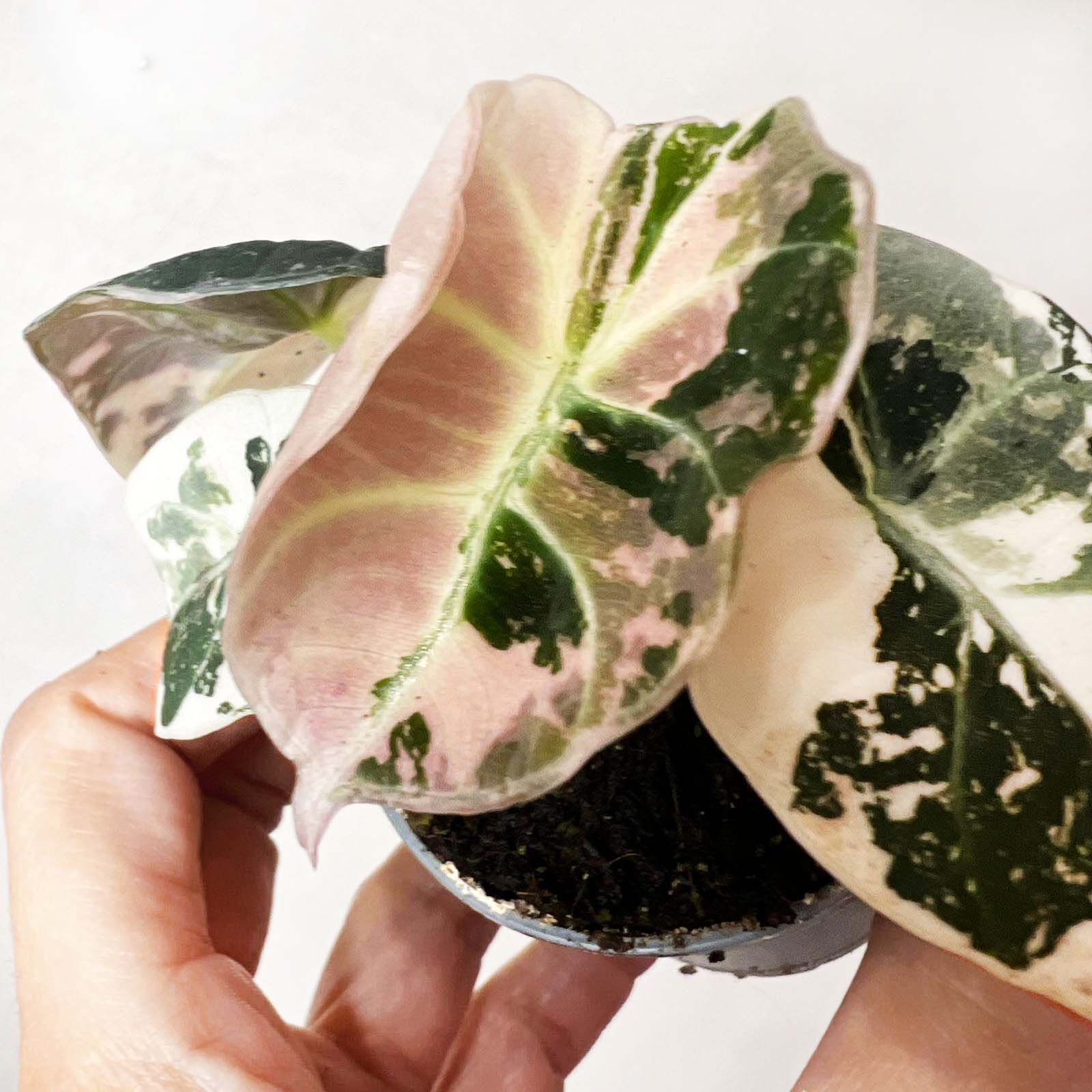 Alocasia Black Velvet Pink variegata
