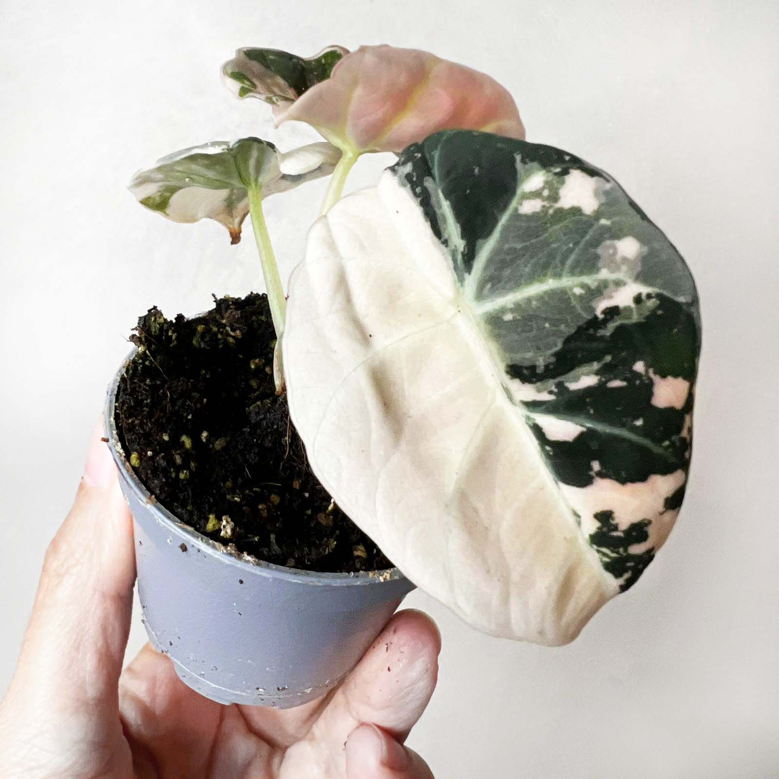 Alocasia Black Velvet Pink variegata