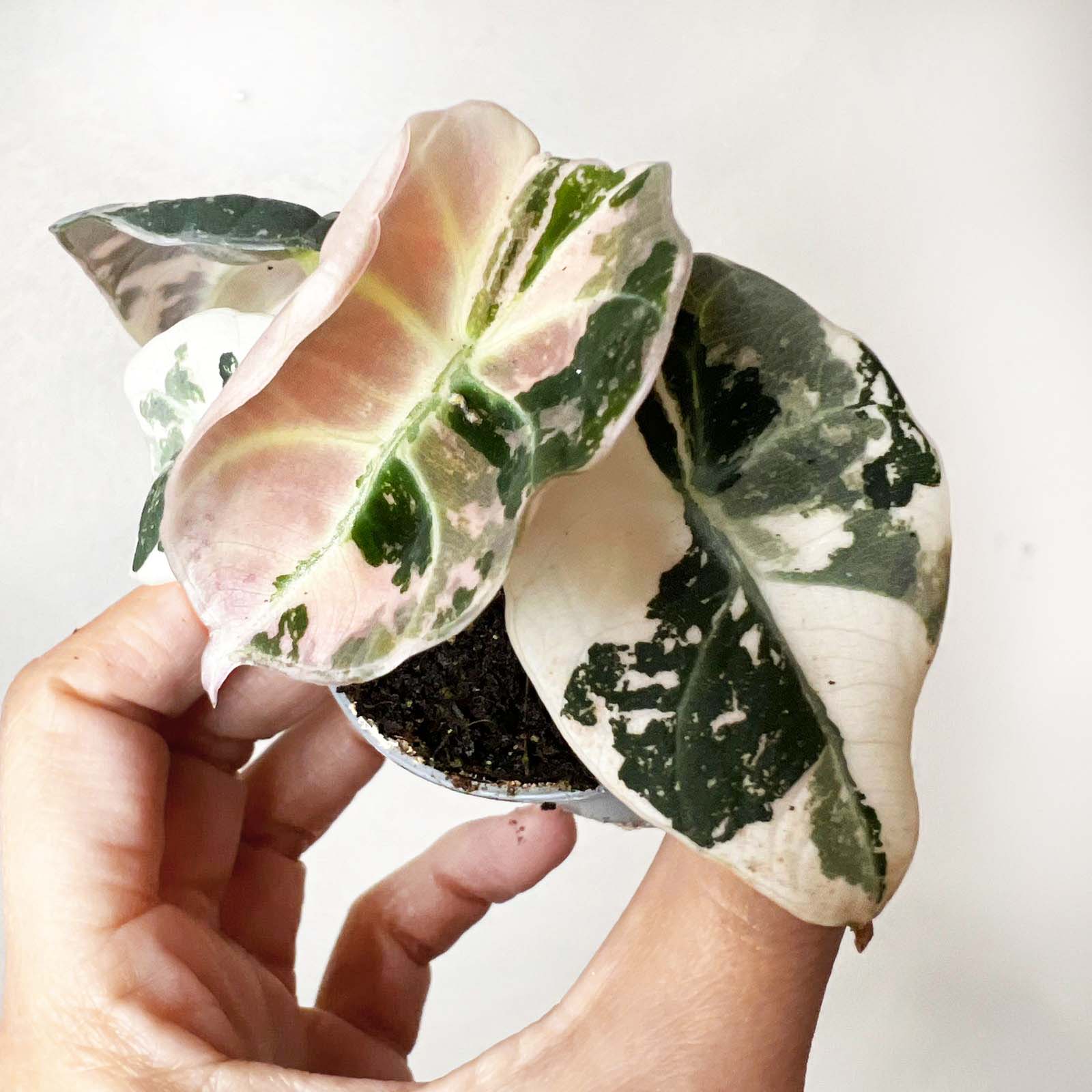 Alocasia Black Velvet Pink variegata