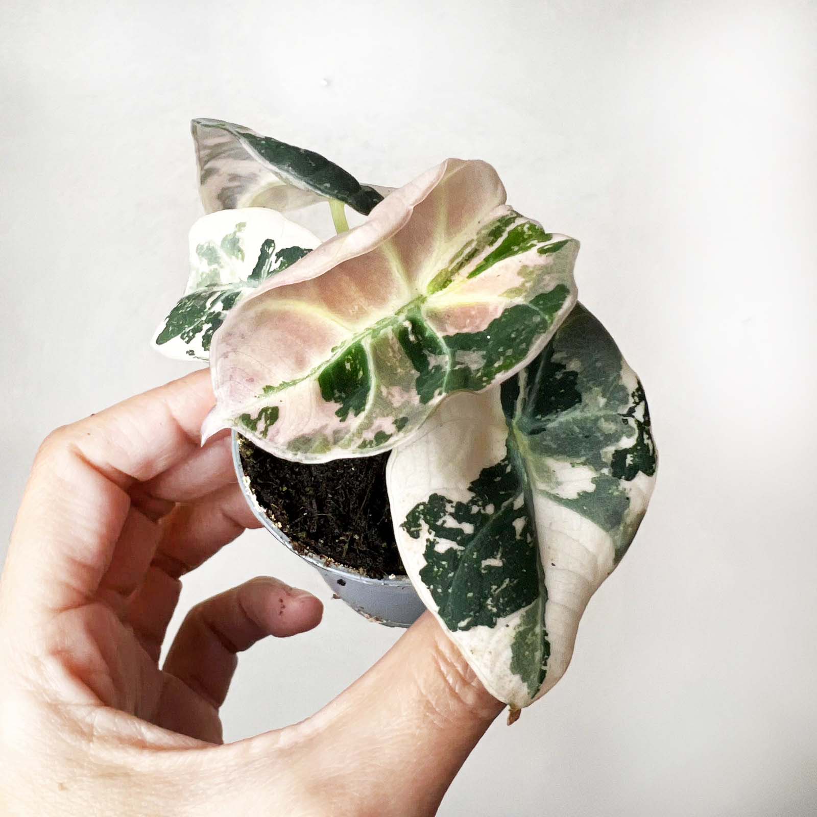 Alocasia Black Velvet Pink variegata