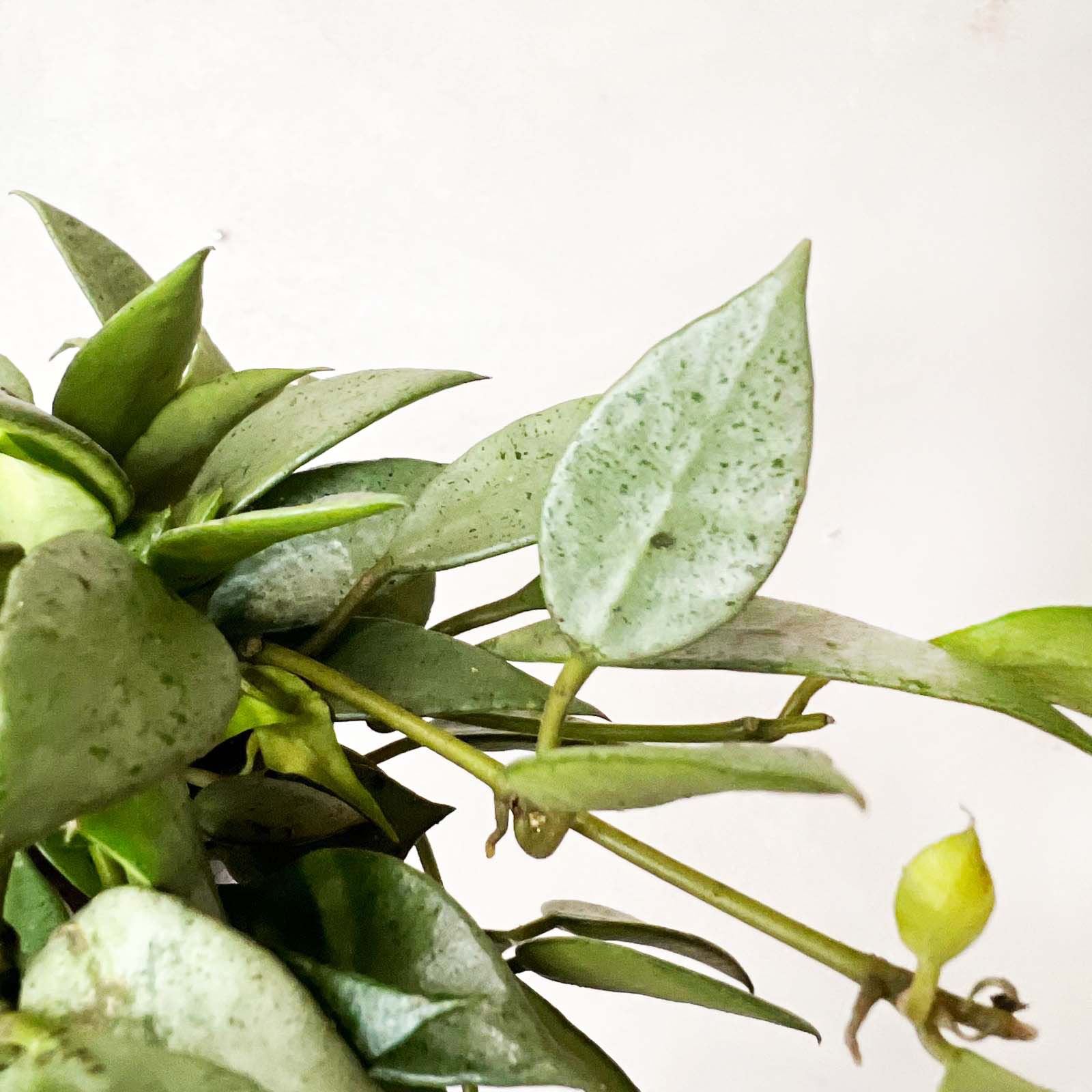 hoya Lacunosa Mint