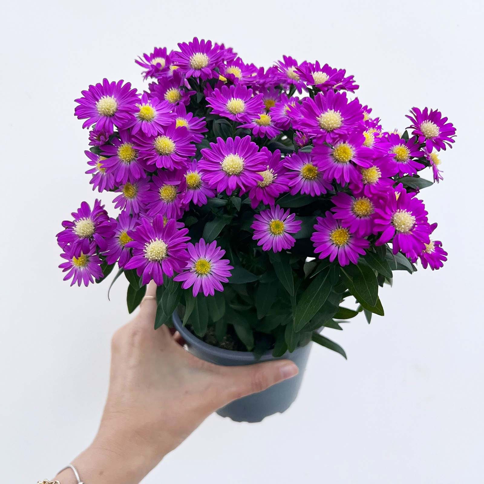 Aster novi-belgii Starletta (Settembrino) /fuxia