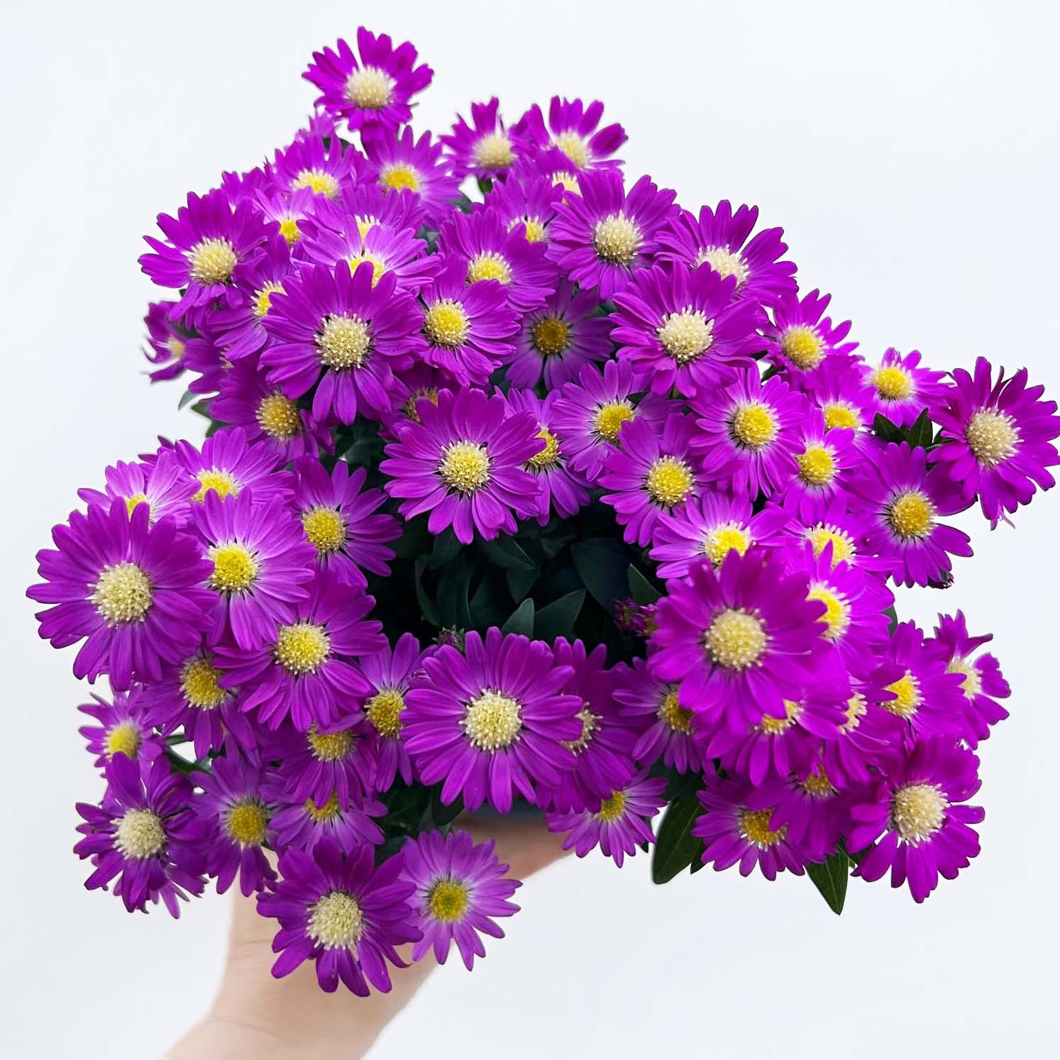 Aster novi-belgii Starletta (Settembrino) /fuxia