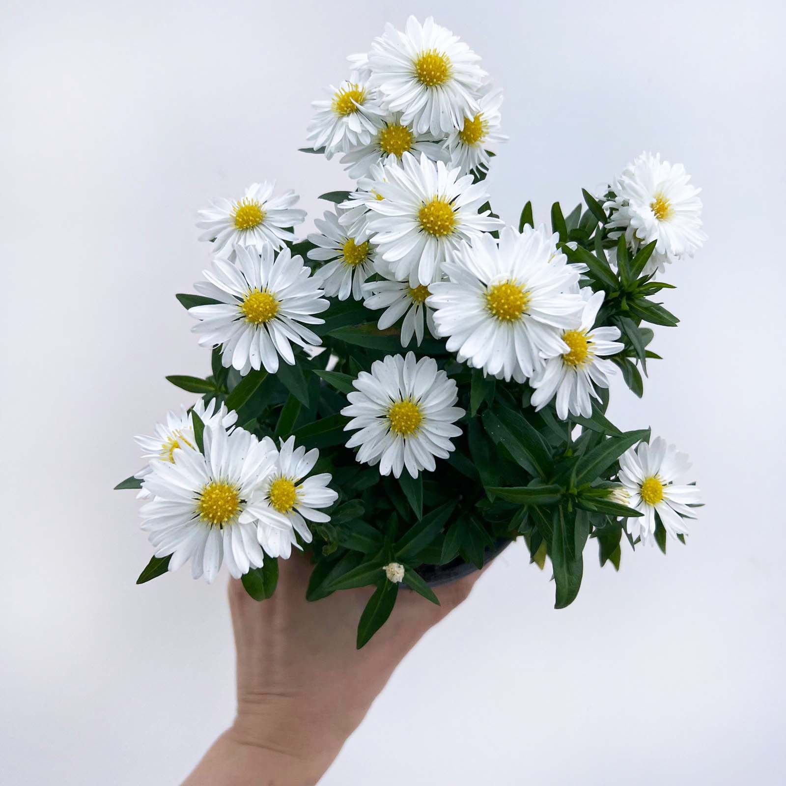 Aster novi-belgii Starletta (Settembrino) /bianco
