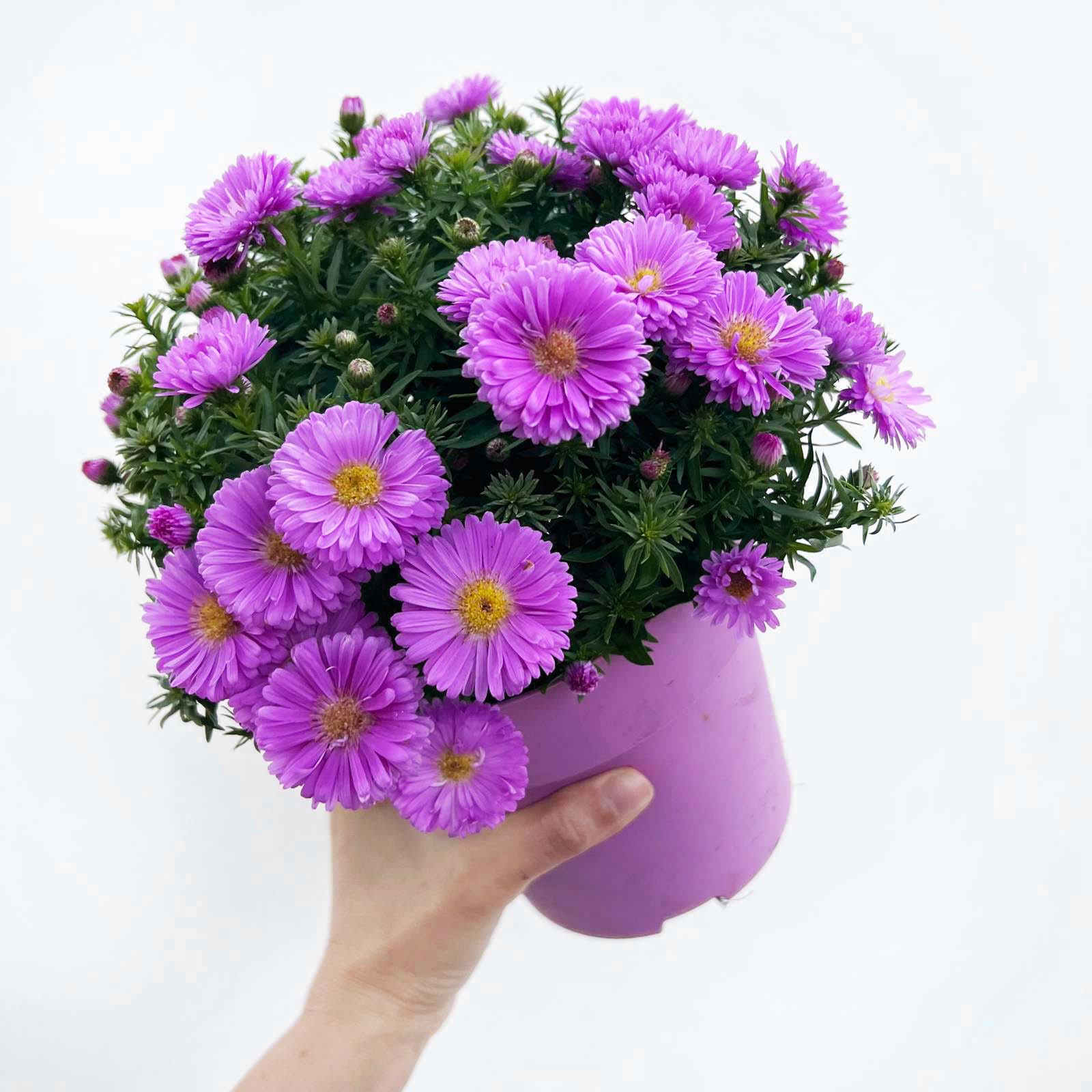 Aster Dumosus  Alpha Light Pink