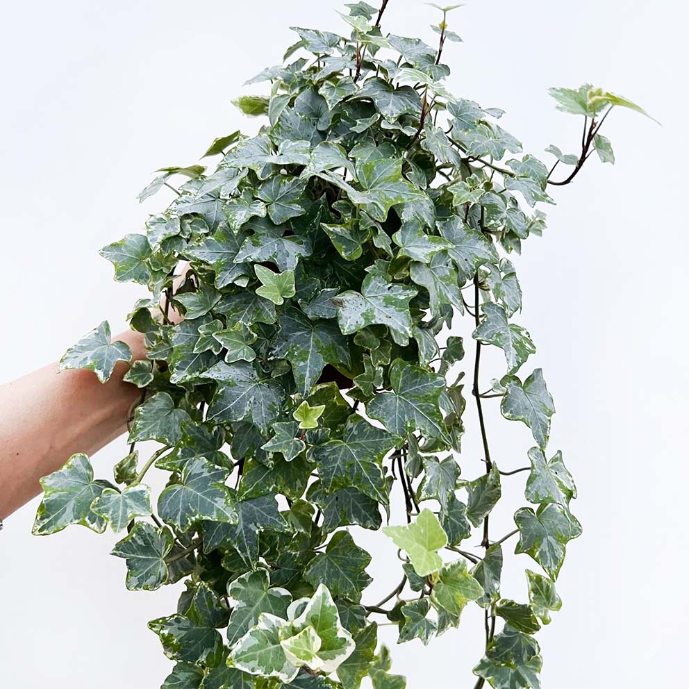 Hedera helix tricolor