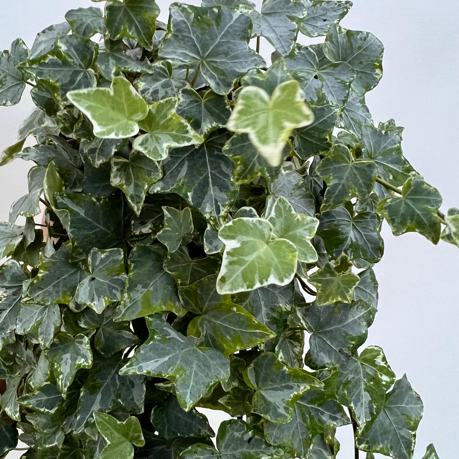 Hedera helix tricolor