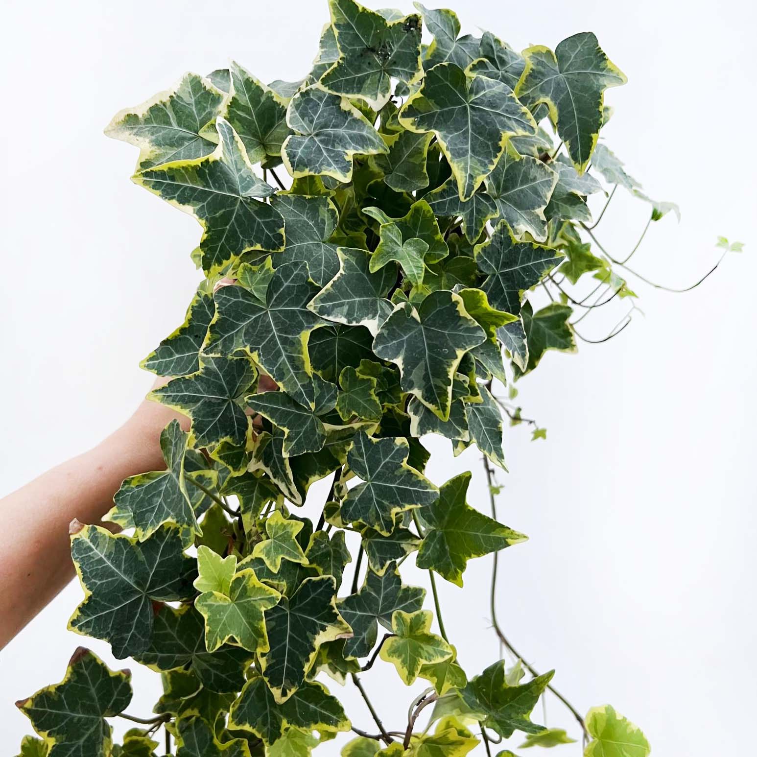 Hedera helix Gold