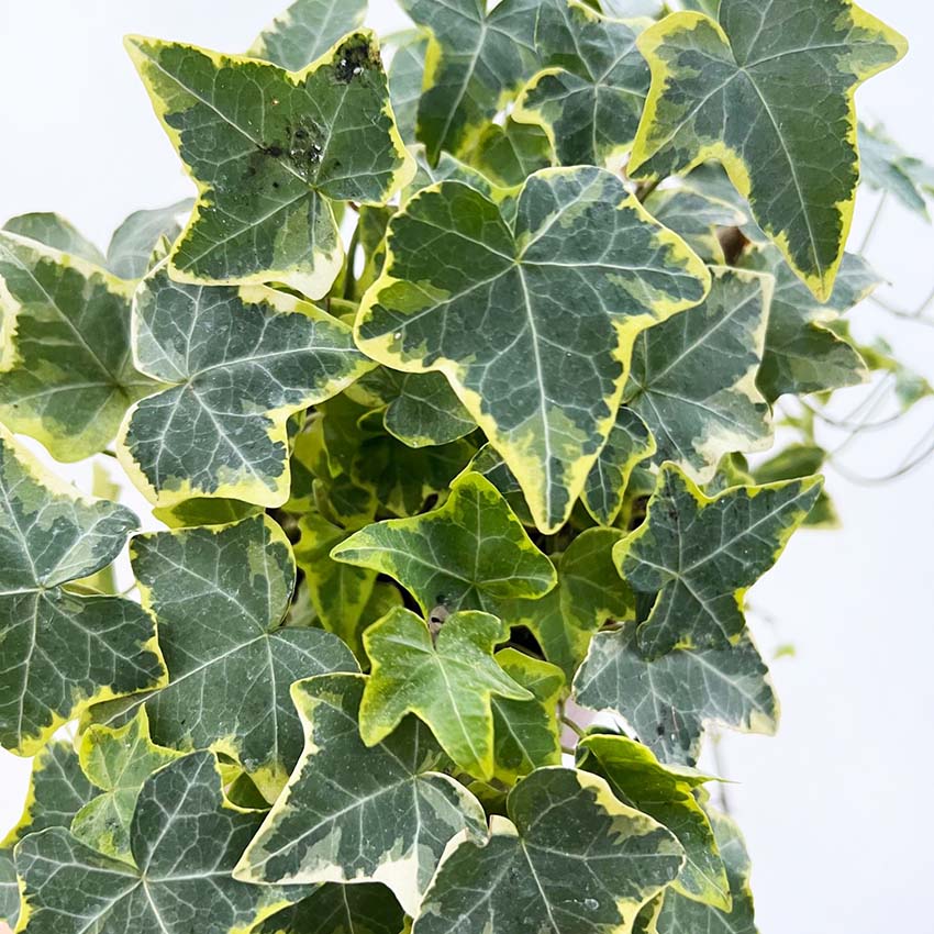 Hedera helix Gold