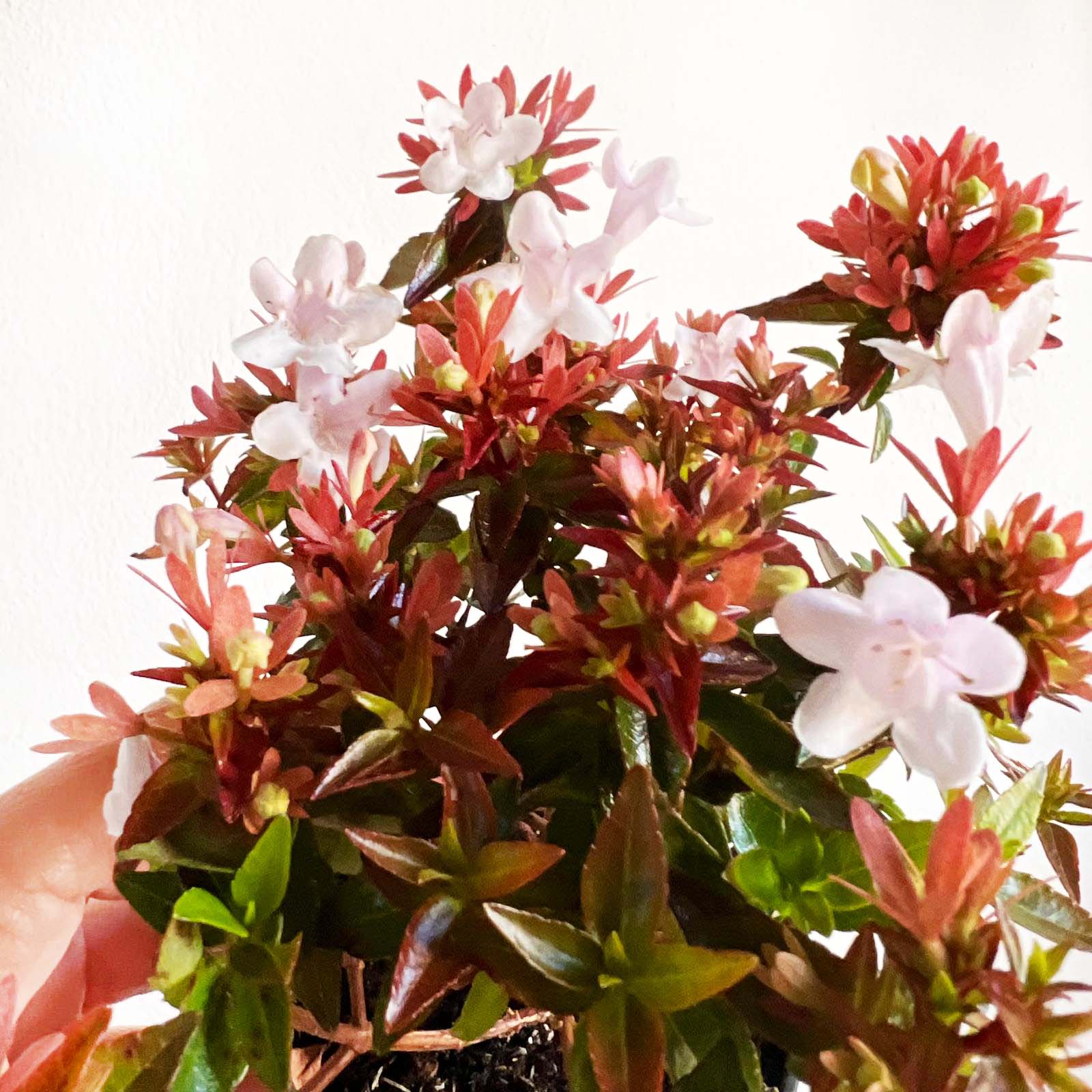 mini Abelia Little Lady
