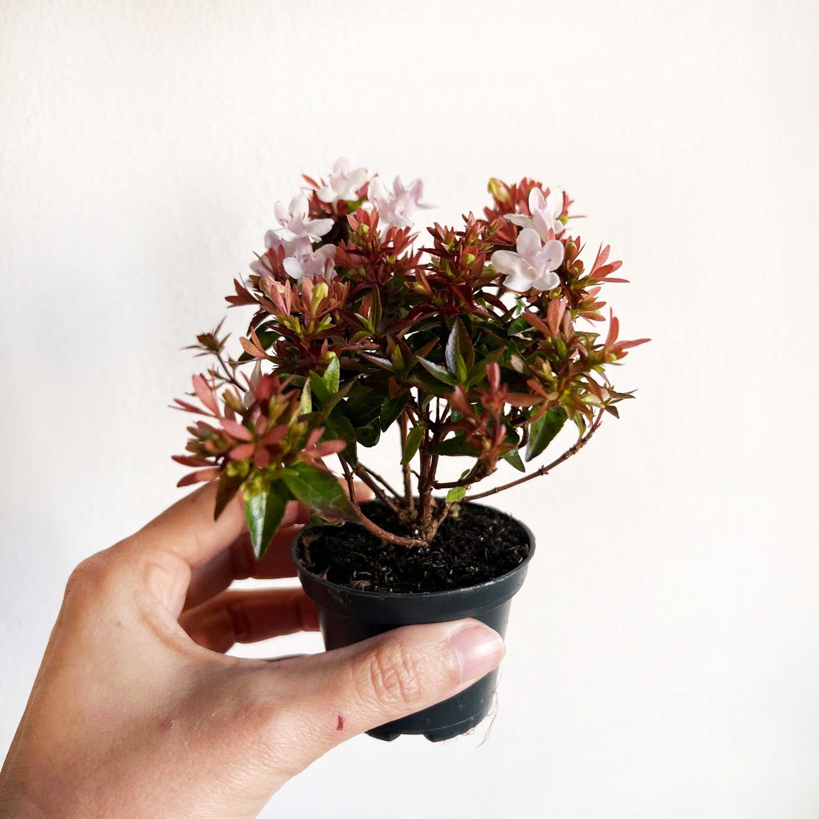mini Abelia Little Lady