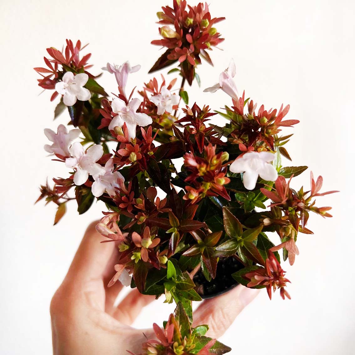 mini Abelia Little Lady