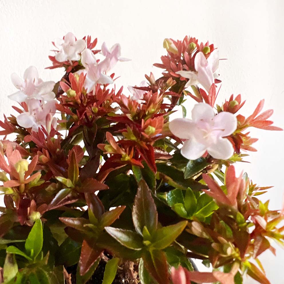 mini Abelia Little Lady